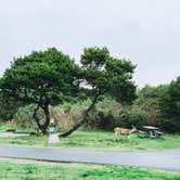 Review photo of Nehalem Bay State Park Campground by Chanel C., December 17, 2019