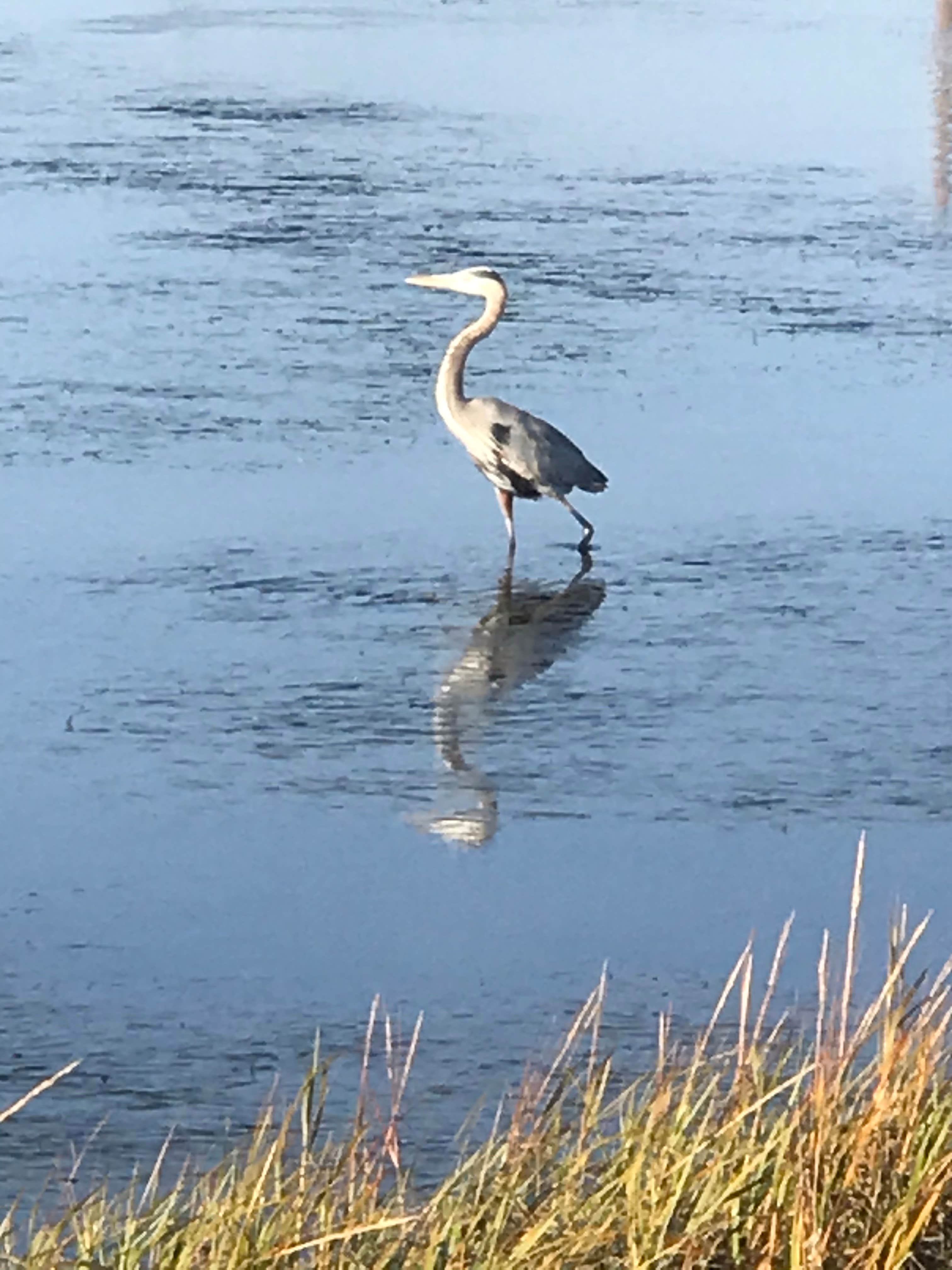 Camper-submitted photo at Seabreeze At Seal Beach near Sunset Beach, CA