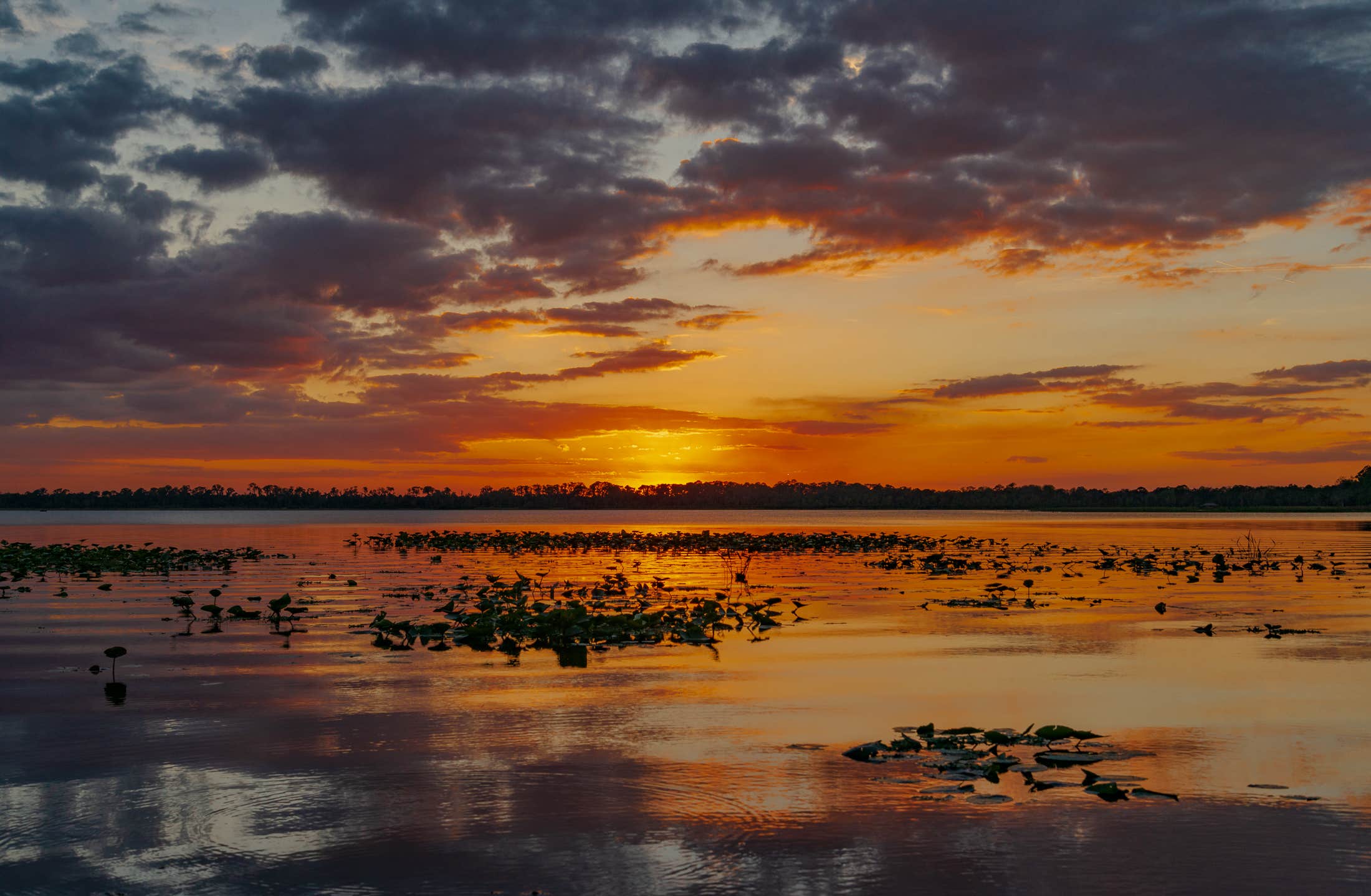 Camper-submitted photo at Lake Josephine RV Resort near Sebring, FL