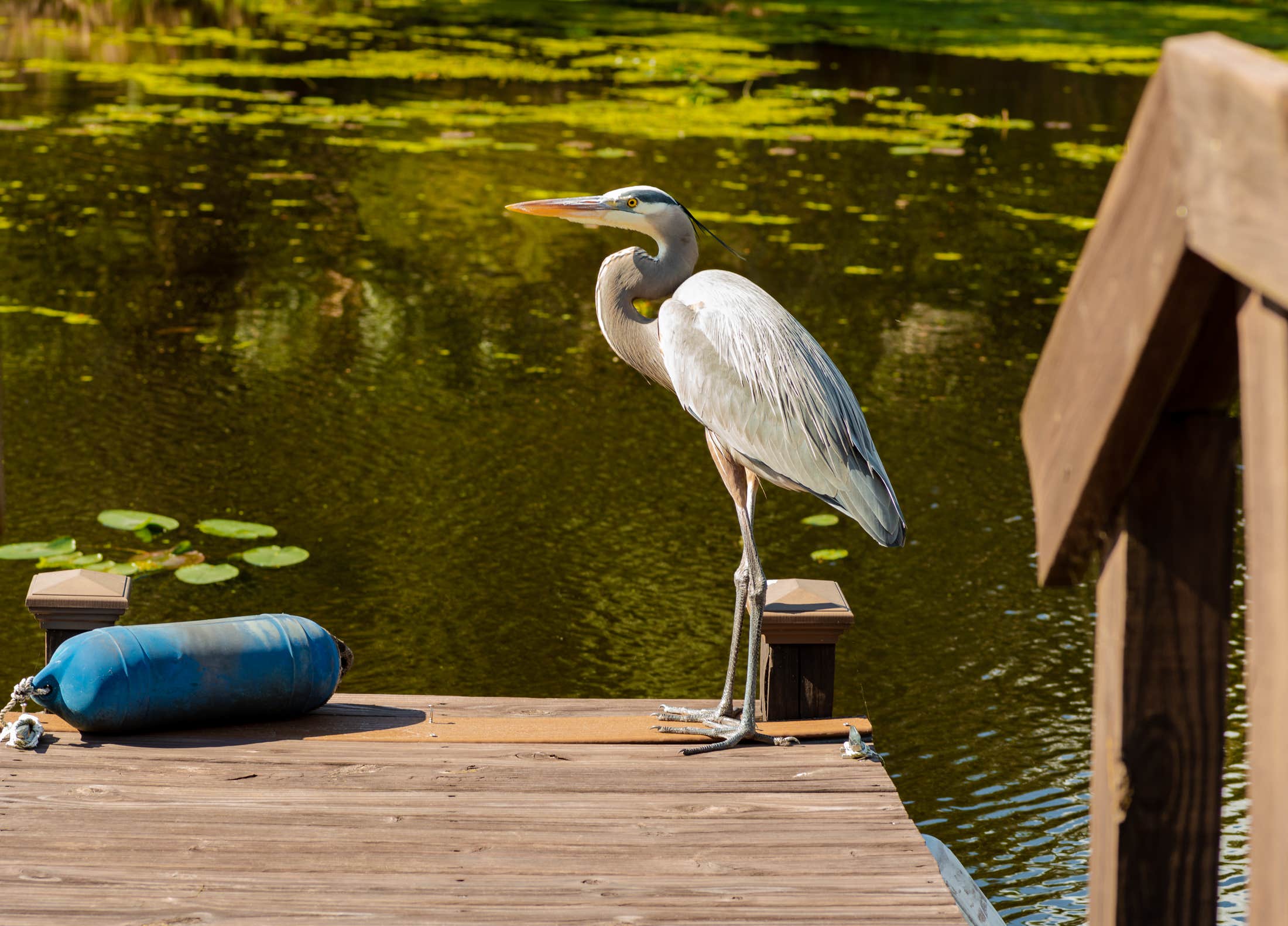 Camper submitted image from Buttonwood Bay RV Resort, A Sun RV Resort - 1