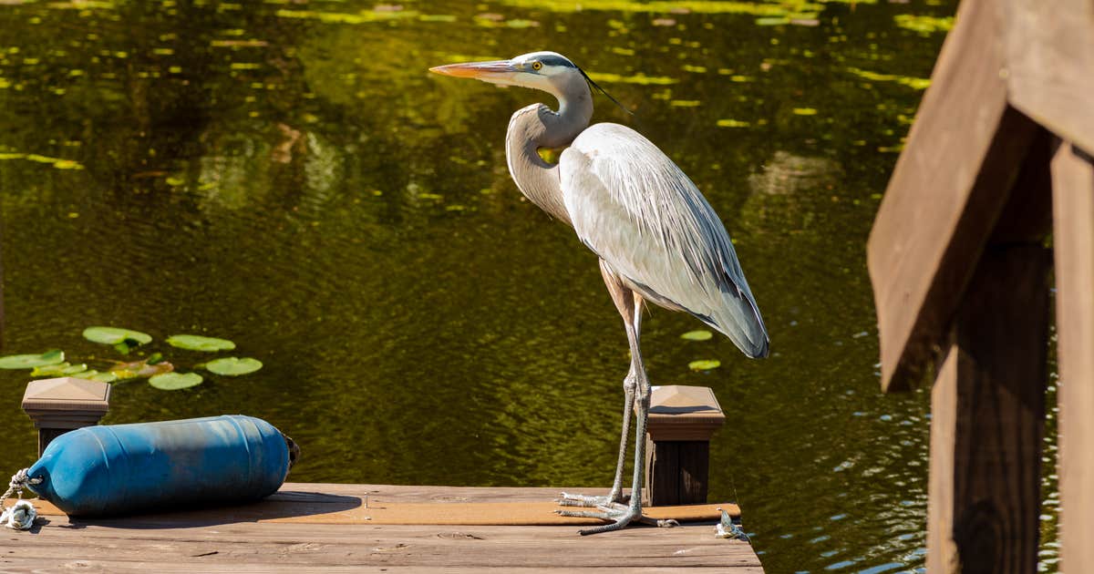 Buttonwood Bay RV Resort, A Sun RV Resort