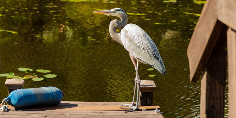 Camper submitted image from Buttonwood Bay RV Resort, A Sun RV Resort