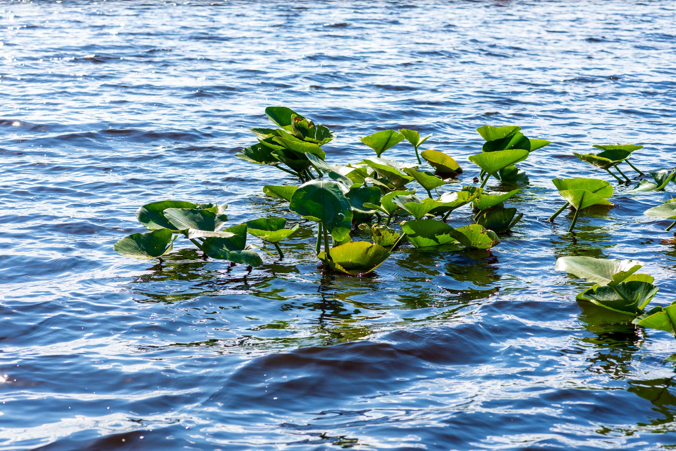 Camper-submitted photo at Buttonwood Bay RV Resort, A Sun RV Resort near Sebring, FL
