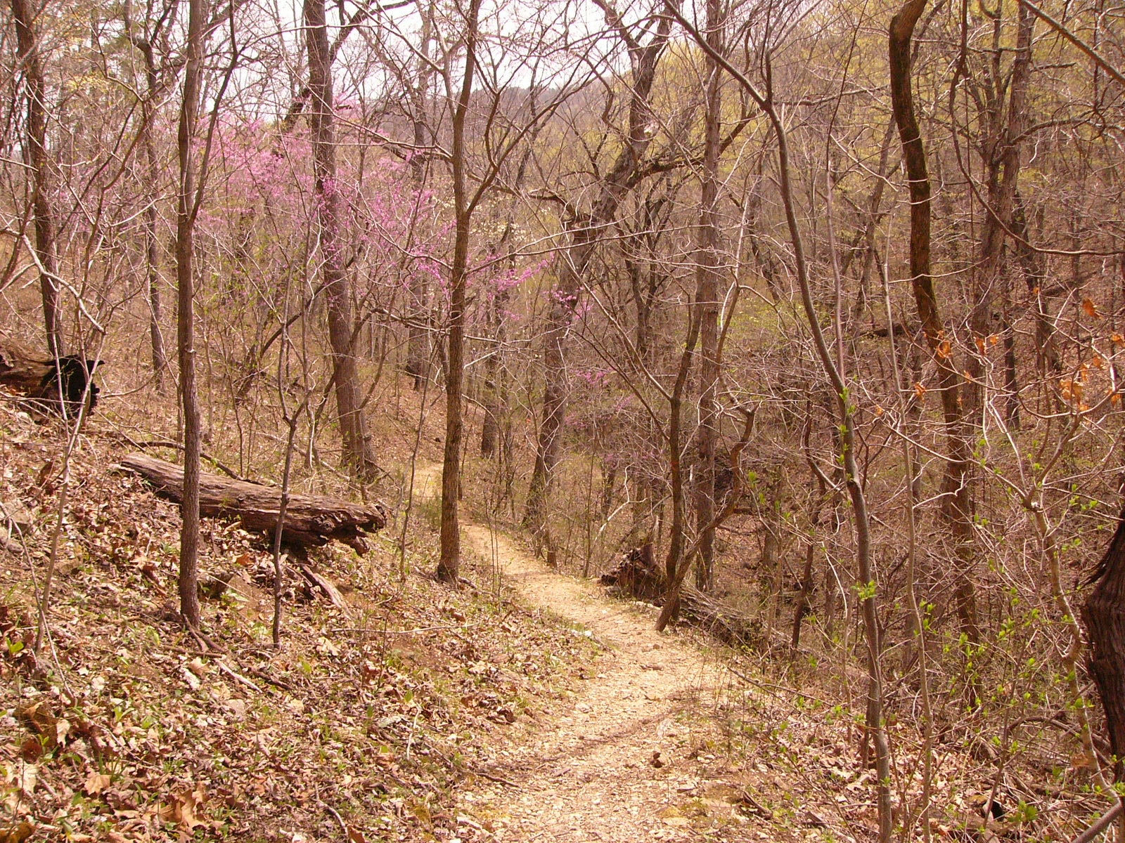 One of the trails in early spring