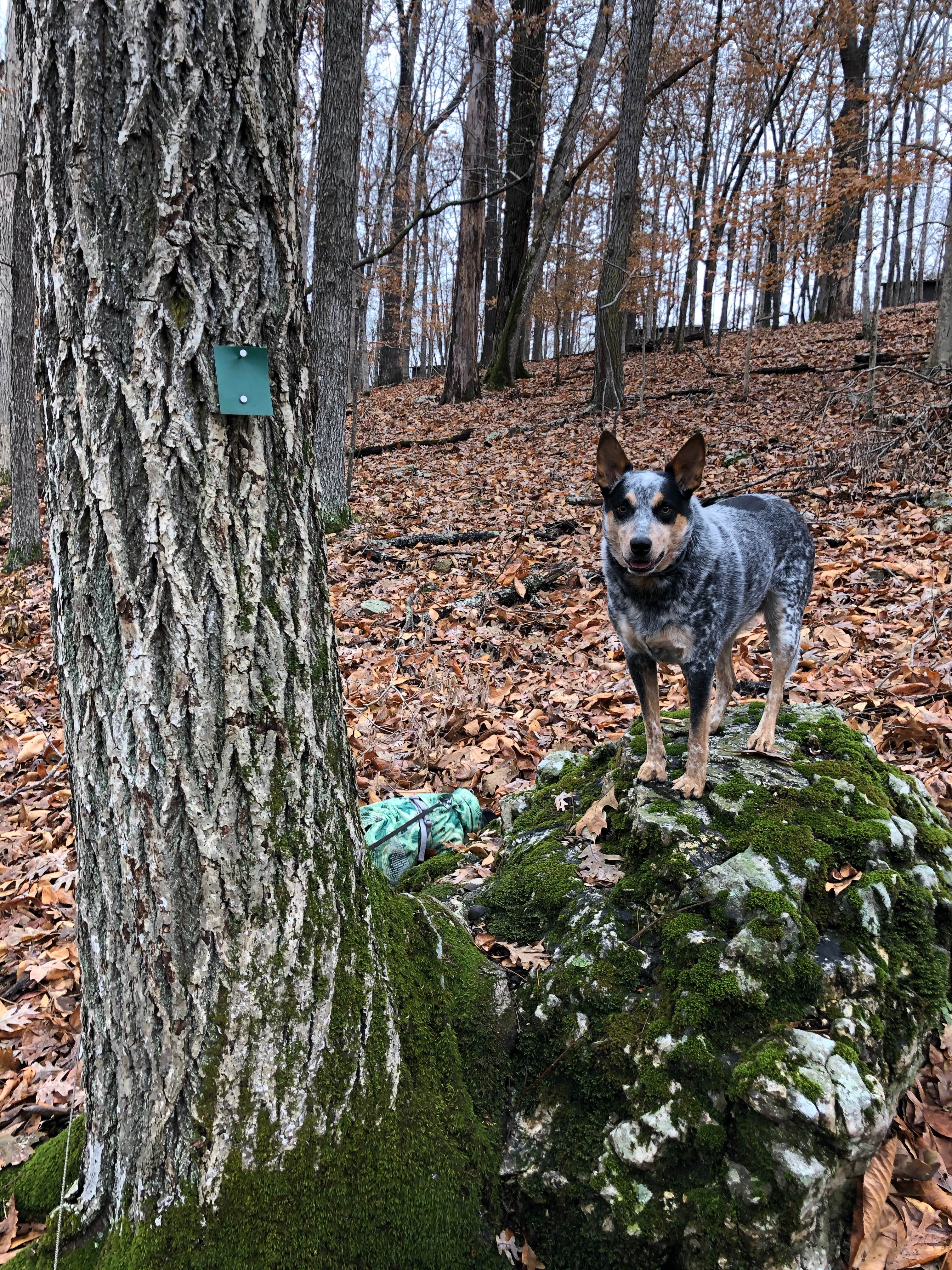 Camper submitted image from Ridge Campground — Lake Wappapello State Park - 2