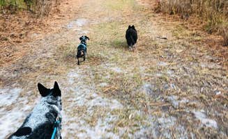 Shelly S.'s photo of camping with pets at Reed Bingham State Park Campground near Albany, GA