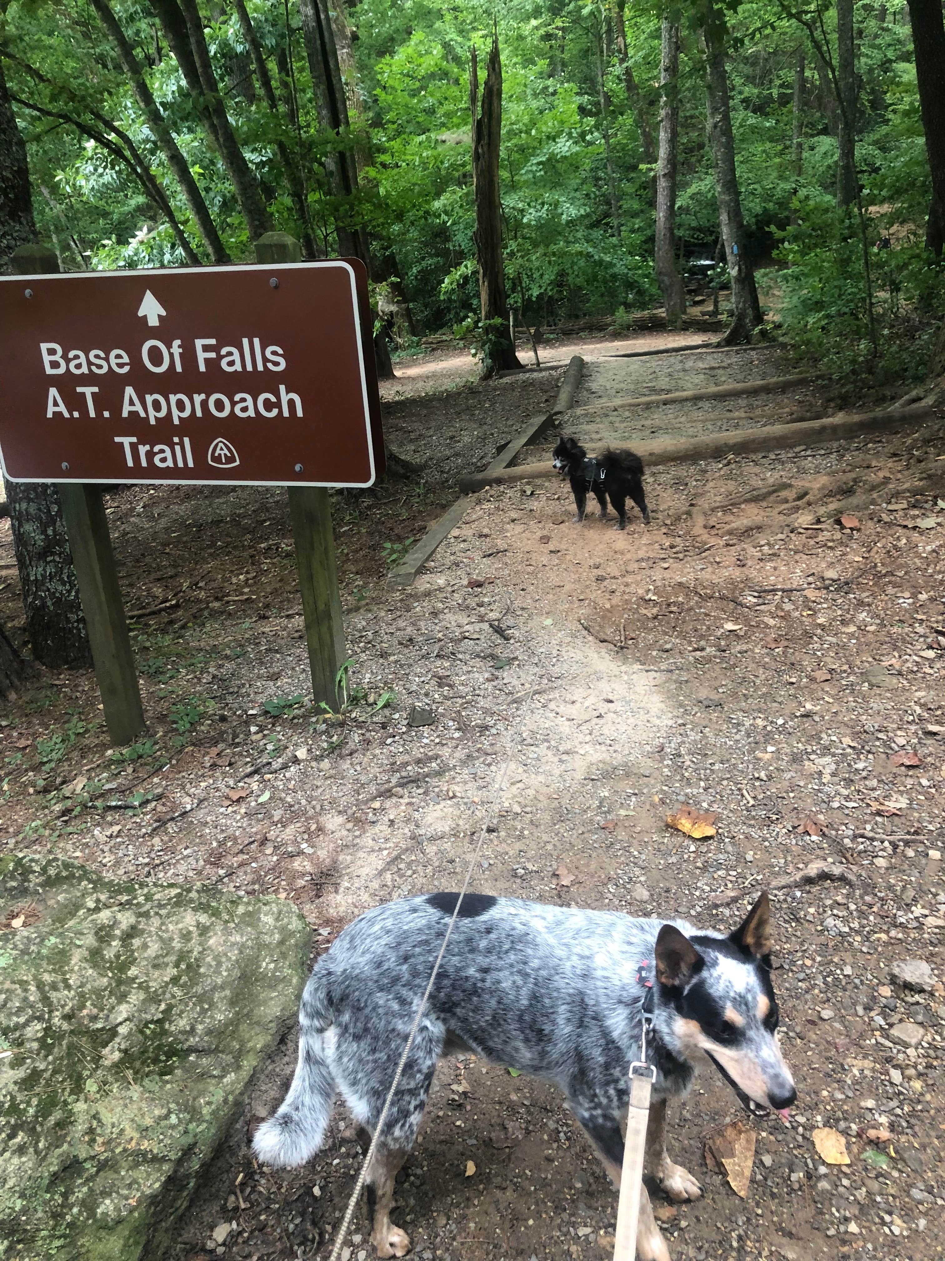 Shelly S.'s photo of camping with pets at Amicalola Falls State Park Camping near Chattahoochee-Oconee National Forest