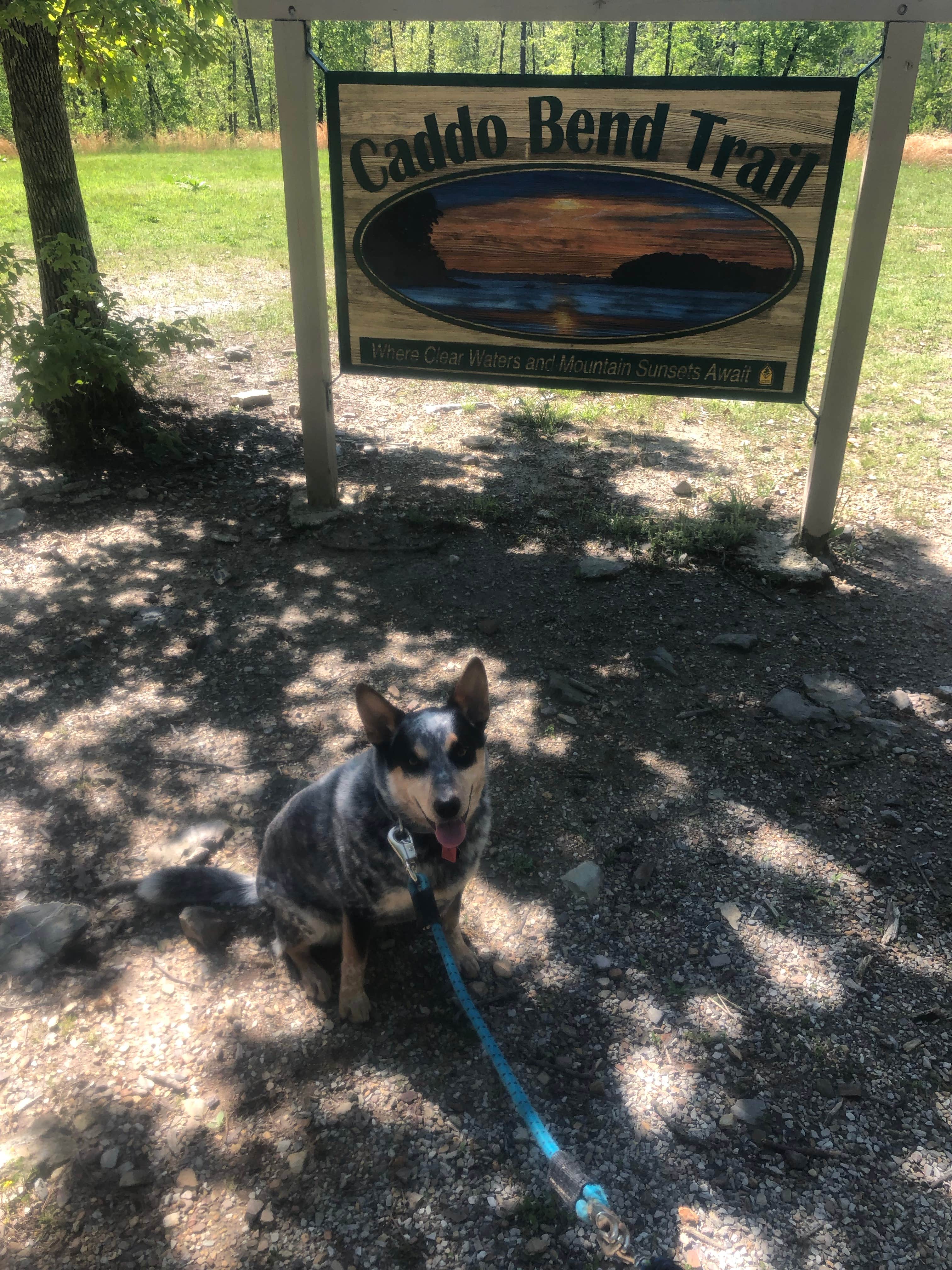 Shelly S.'s photo of camping with pets at Lake Ouachita State Park Campground near Mount Ida, AR