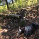 Review photo of Lake Ouachita State Park Campground by Shelly S., December 19, 2019