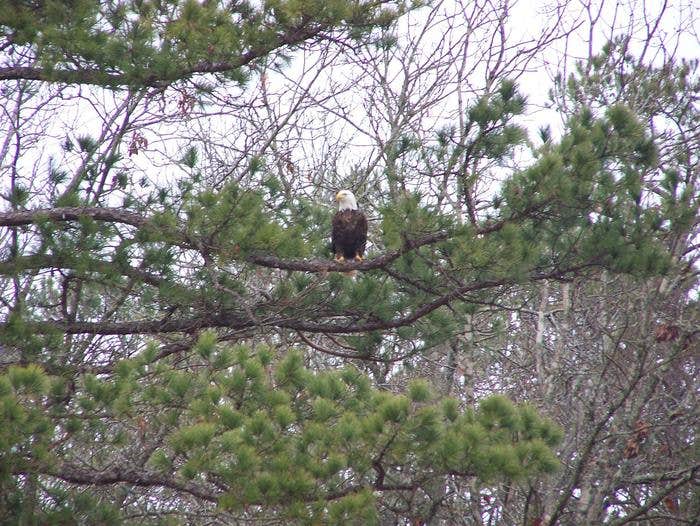 Camper submitted image from Fall Creek Campground — Tennessee Valley Authority (TVA) - 5