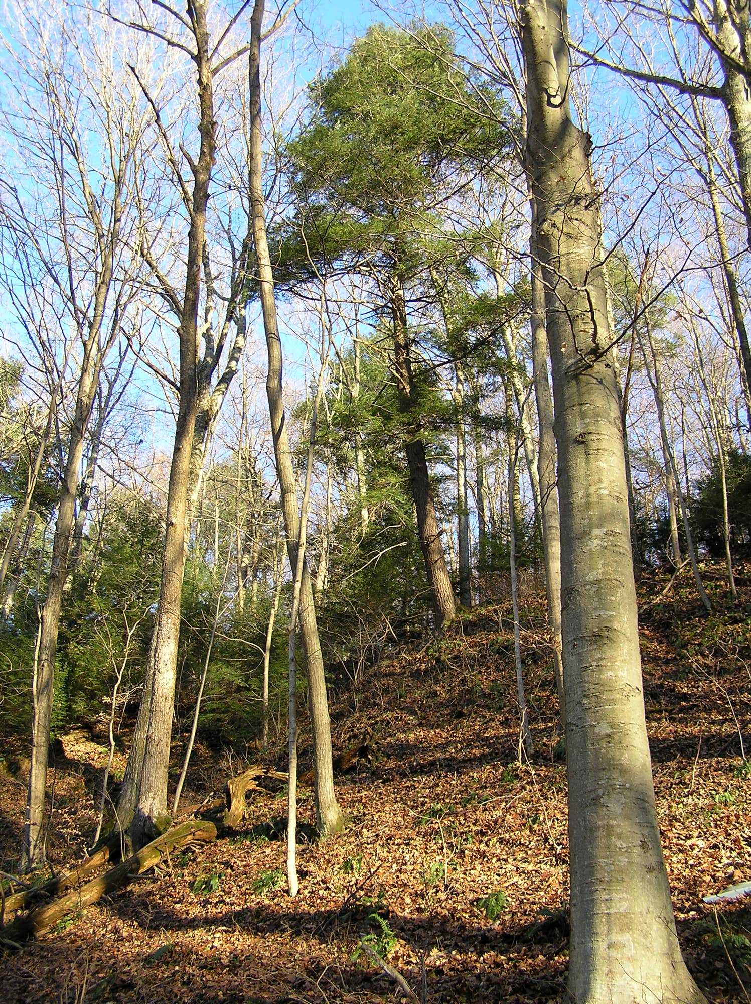 Camper-submitted photo at Teal near Dixie, WA