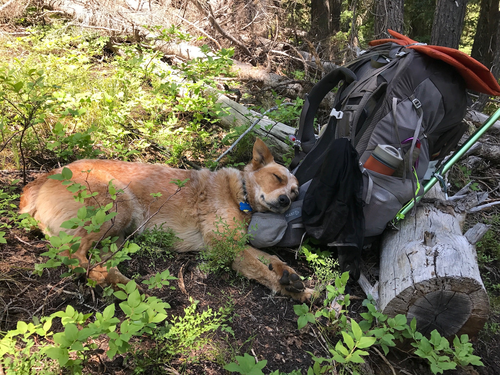 Besides being a great pack it also provided a great pillow for a sleepy dog during one of our meal breaks.  This also shows that it needed some front support to stand up as it didn't free stand very well.