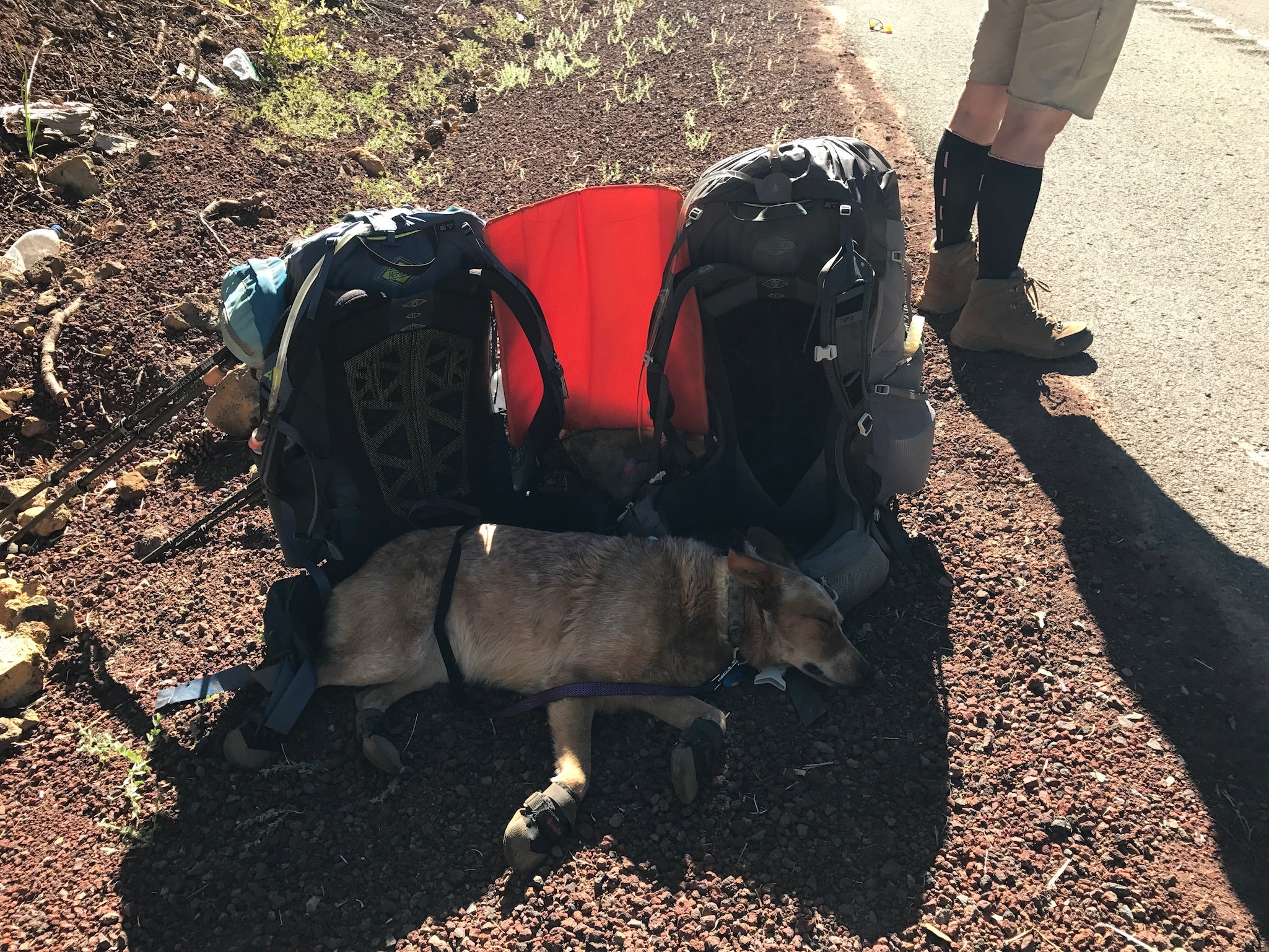 We used our packs to provide shade for the dog while we tried to get a ride to Fish Lake.  The packs have similar capacity (55 vs. 58 liters) so size was similar when standing.