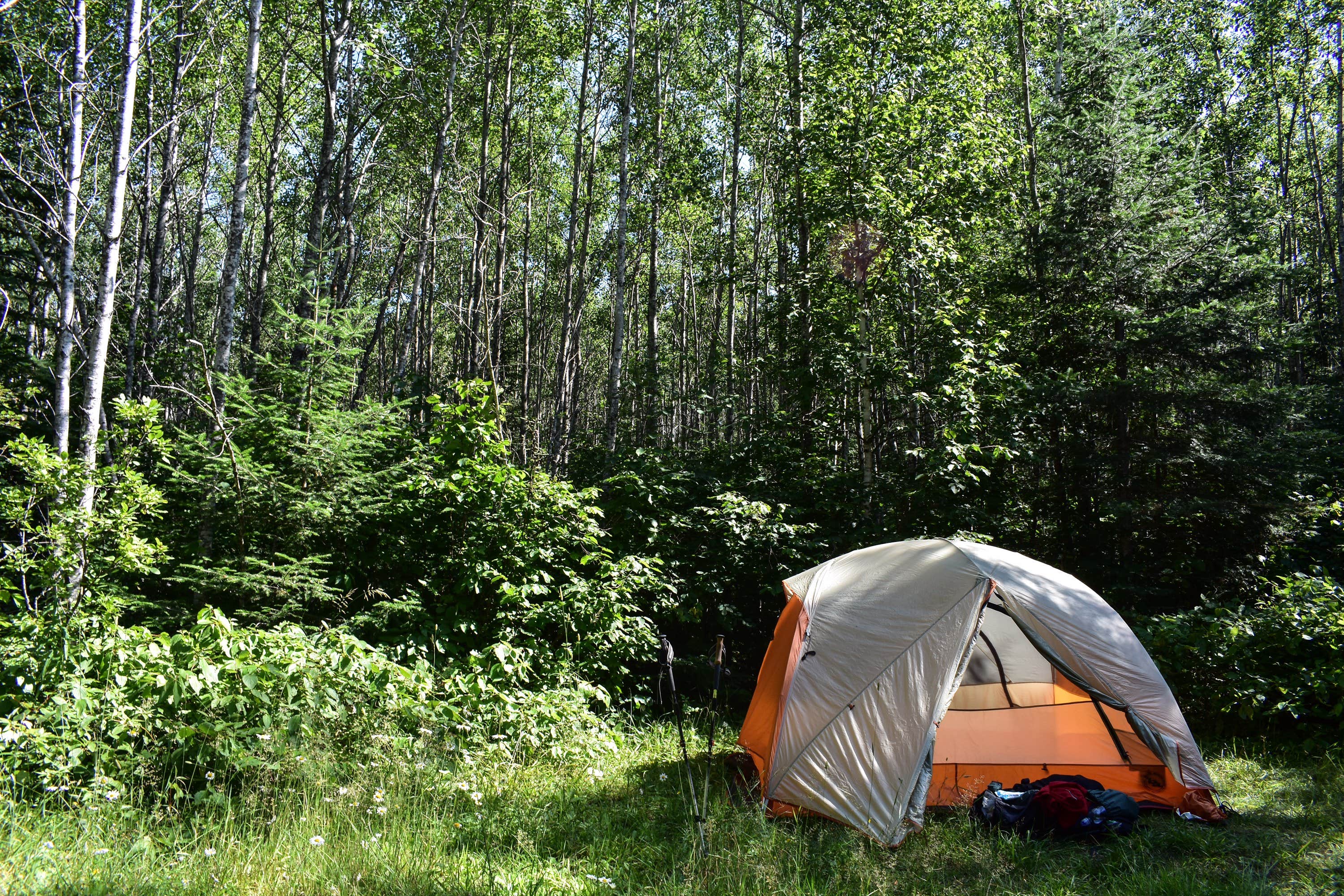 Steph H.'s photo of tent camping at Sundling Creek Campsite near Tofte, MN
