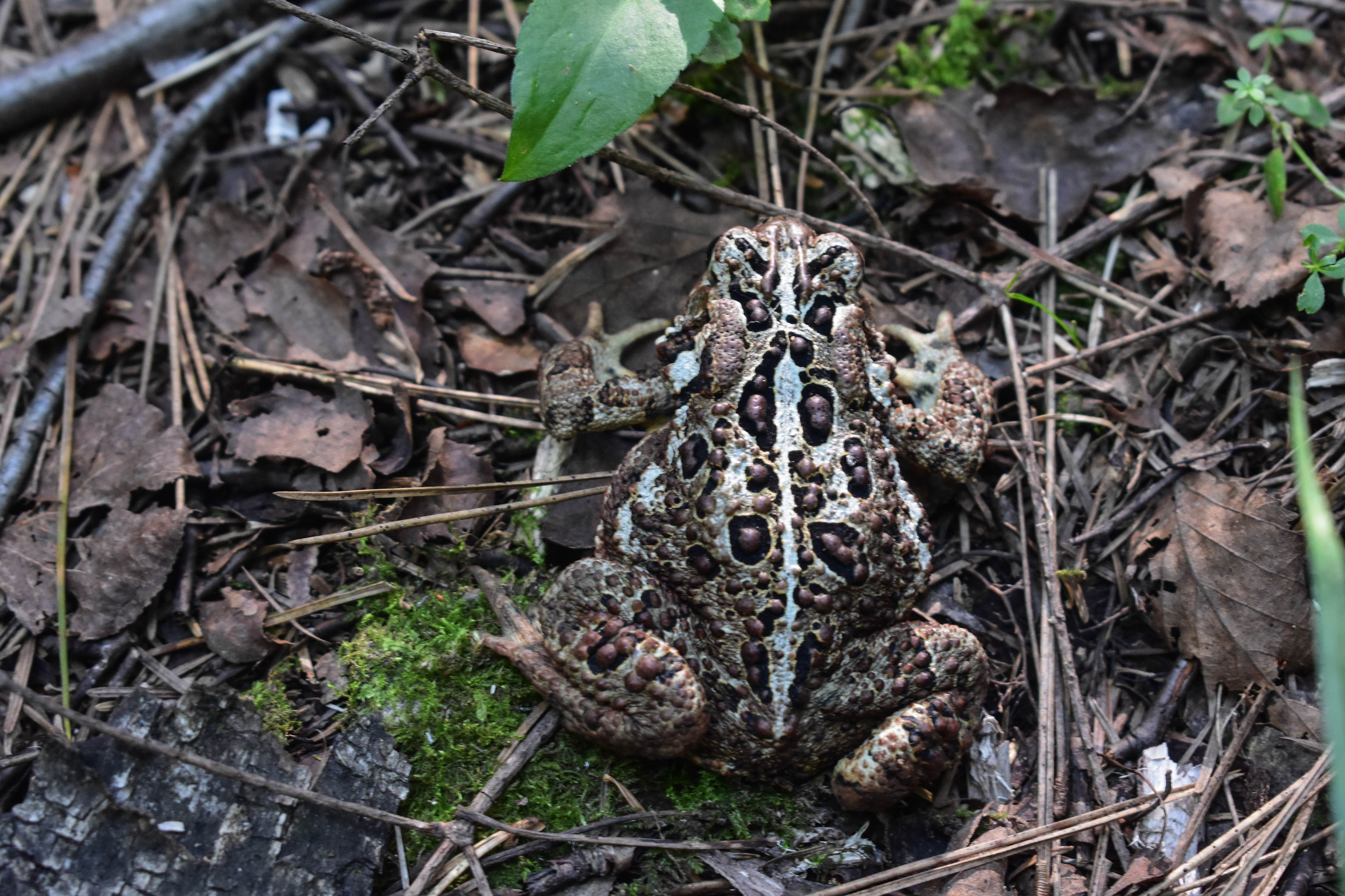 Camper-submitted photo at Sundling Creek Campsite near Grand Marais, MN