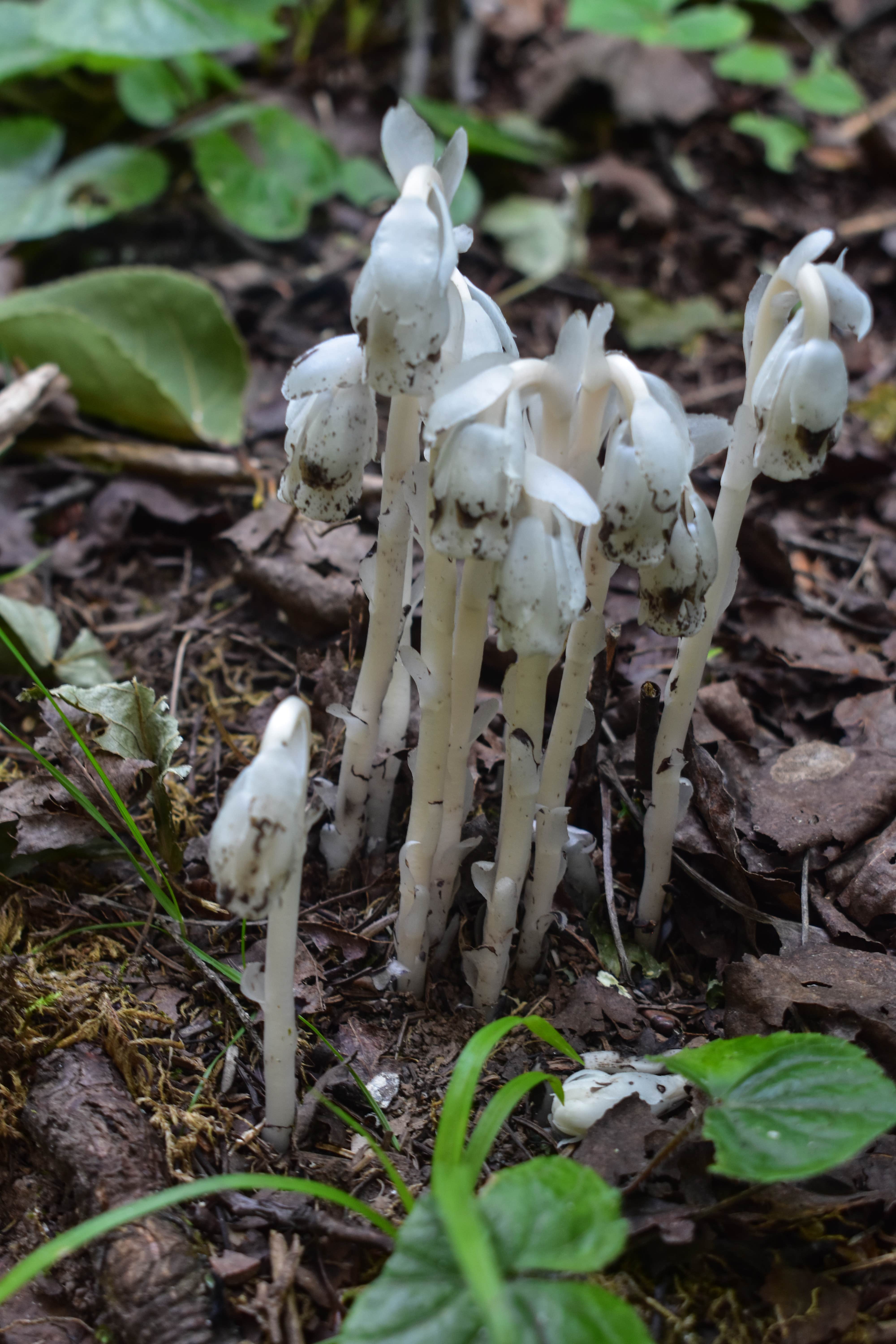 Camper-submitted photo at Sundling Creek Campsite near Grand Marais, MN