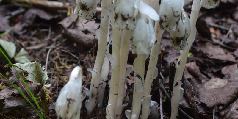 Camper submitted image from Sundling Creek Campsite