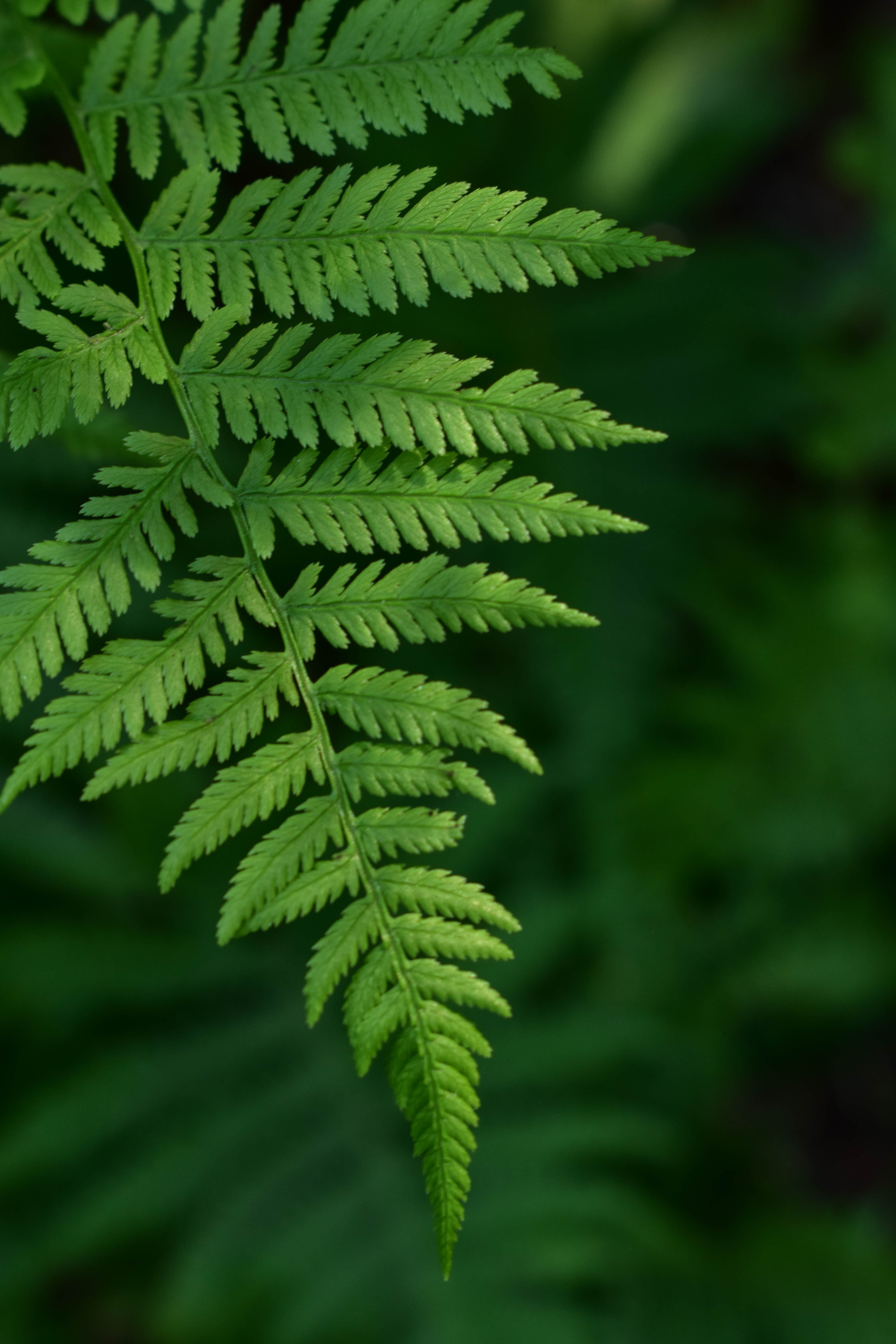 Camper-submitted photo at North Cascade River Campsite near Grand Marais, MN