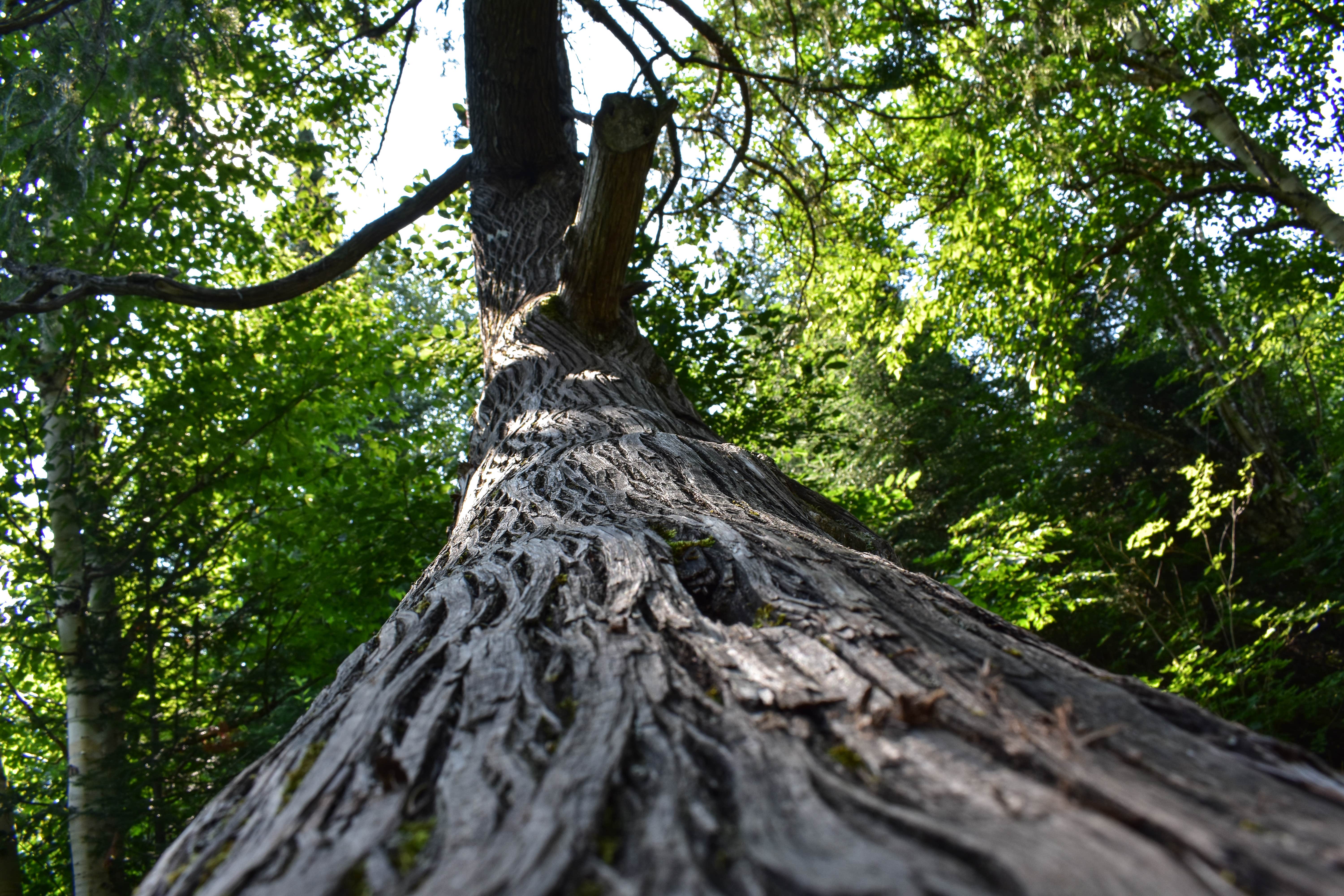 Camper-submitted photo at North Cascade River Campsite near Grand Marais, MN