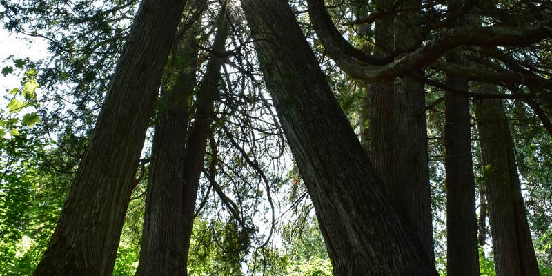 Camper submitted image from North Cascade River Campsite