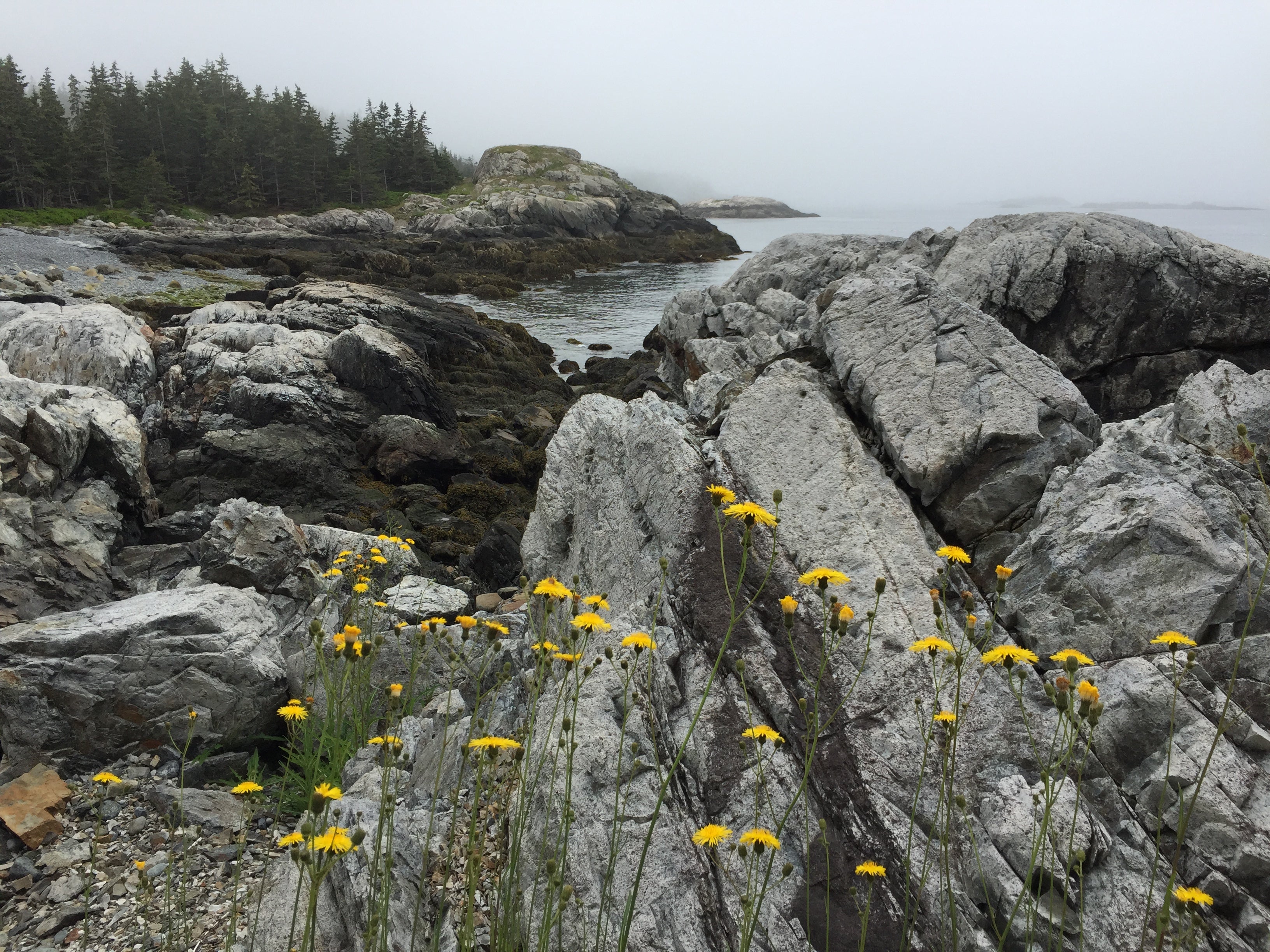 Camper submitted image from Duck Harbor Campground — Acadia National Park - 2