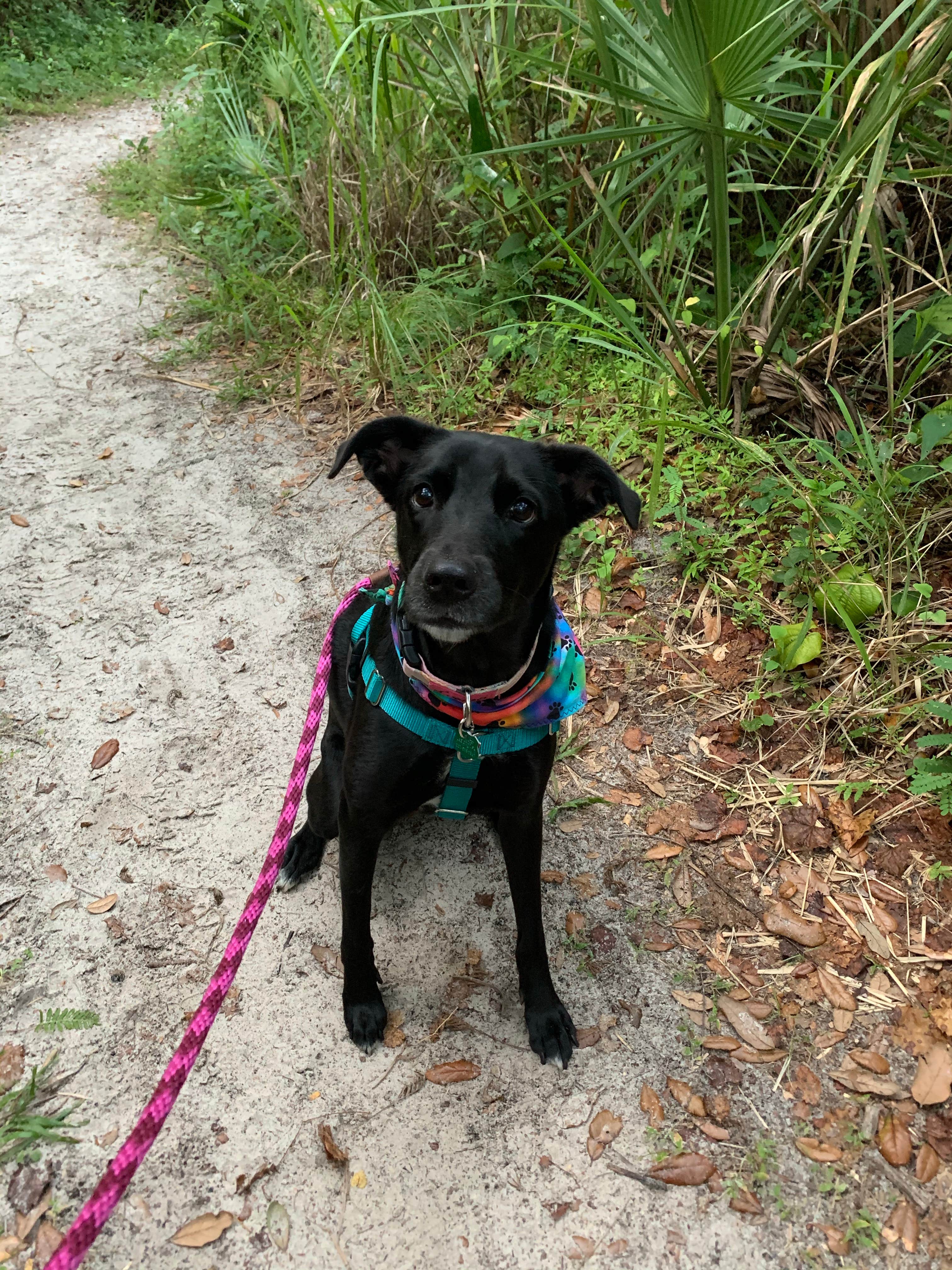 Jessica P.'s photo of camping with pets at Koreshan State Park Campground near Marco Island, FL