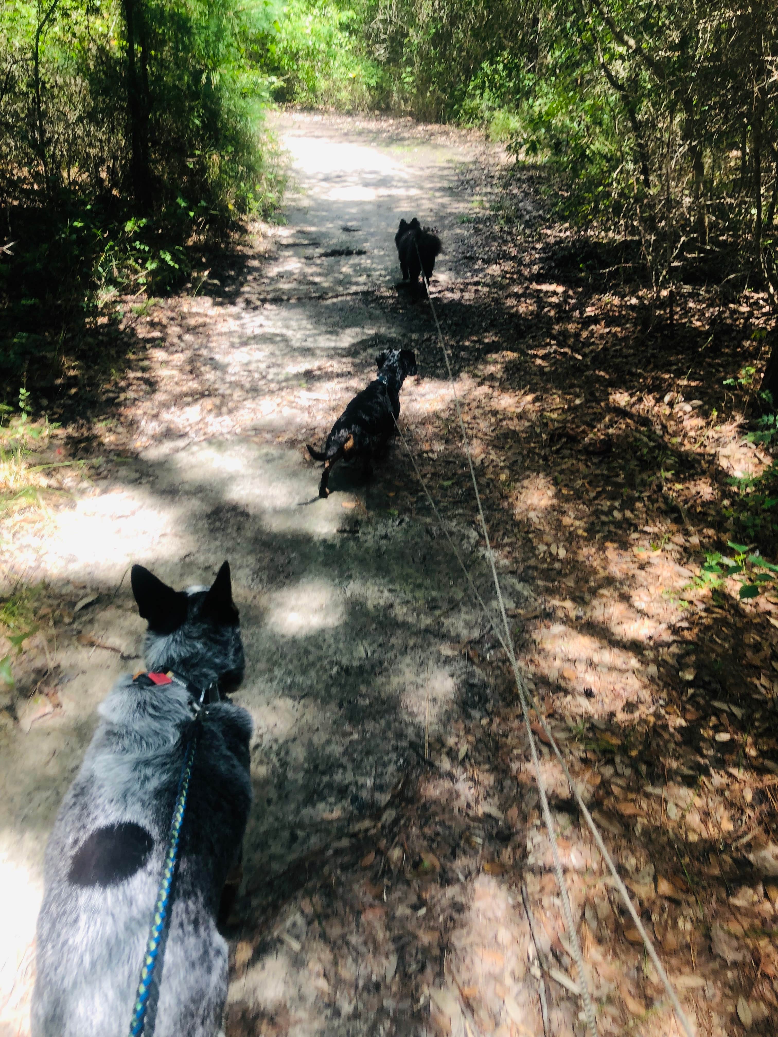 Shelly S.'s photo of camping with pets at Buccaneer State Park Campground near Gulfport, MS