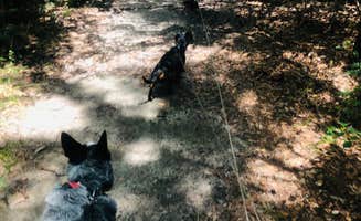 Shelly S.'s photo of camping with pets at Buccaneer State Park Campground in Mississippi