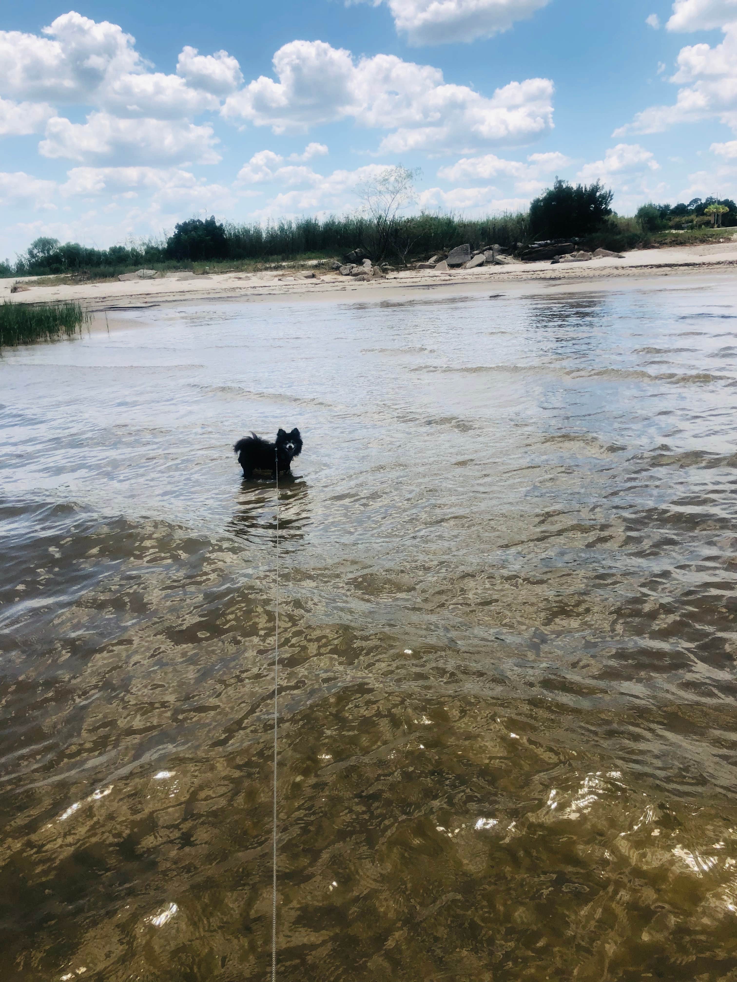 Shelly S.'s photo of camping with pets at Buccaneer State Park Campground near Ocean Springs, MS
