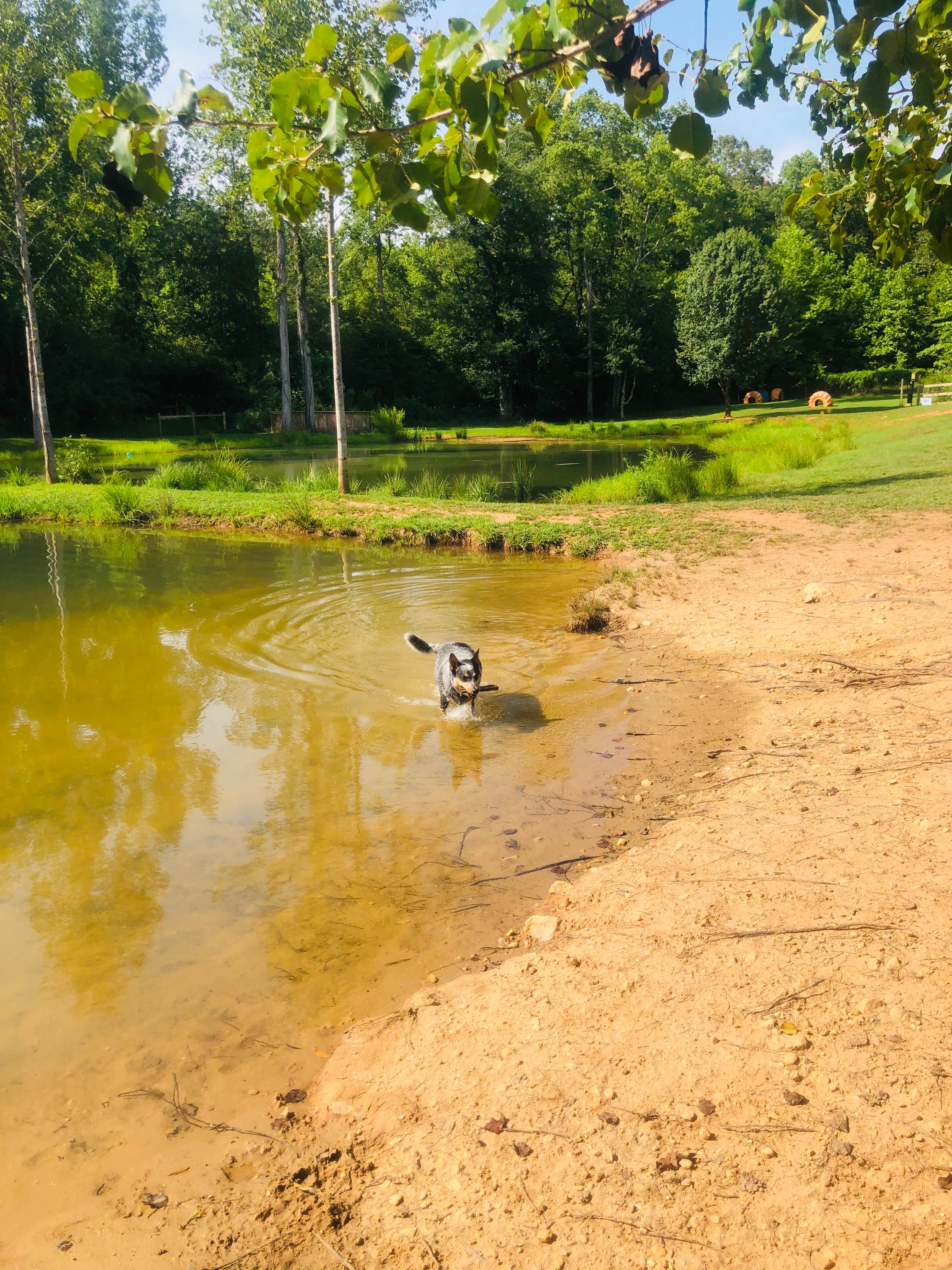 Shelly S.'s photo of camping with pets at Four Paws Kingdom Campground & Dog Retreat near Shelby, NC