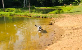 Shelly S.'s photo of camping with pets at Four Paws Kingdom Campground & Dog Retreat near Pauline, SC