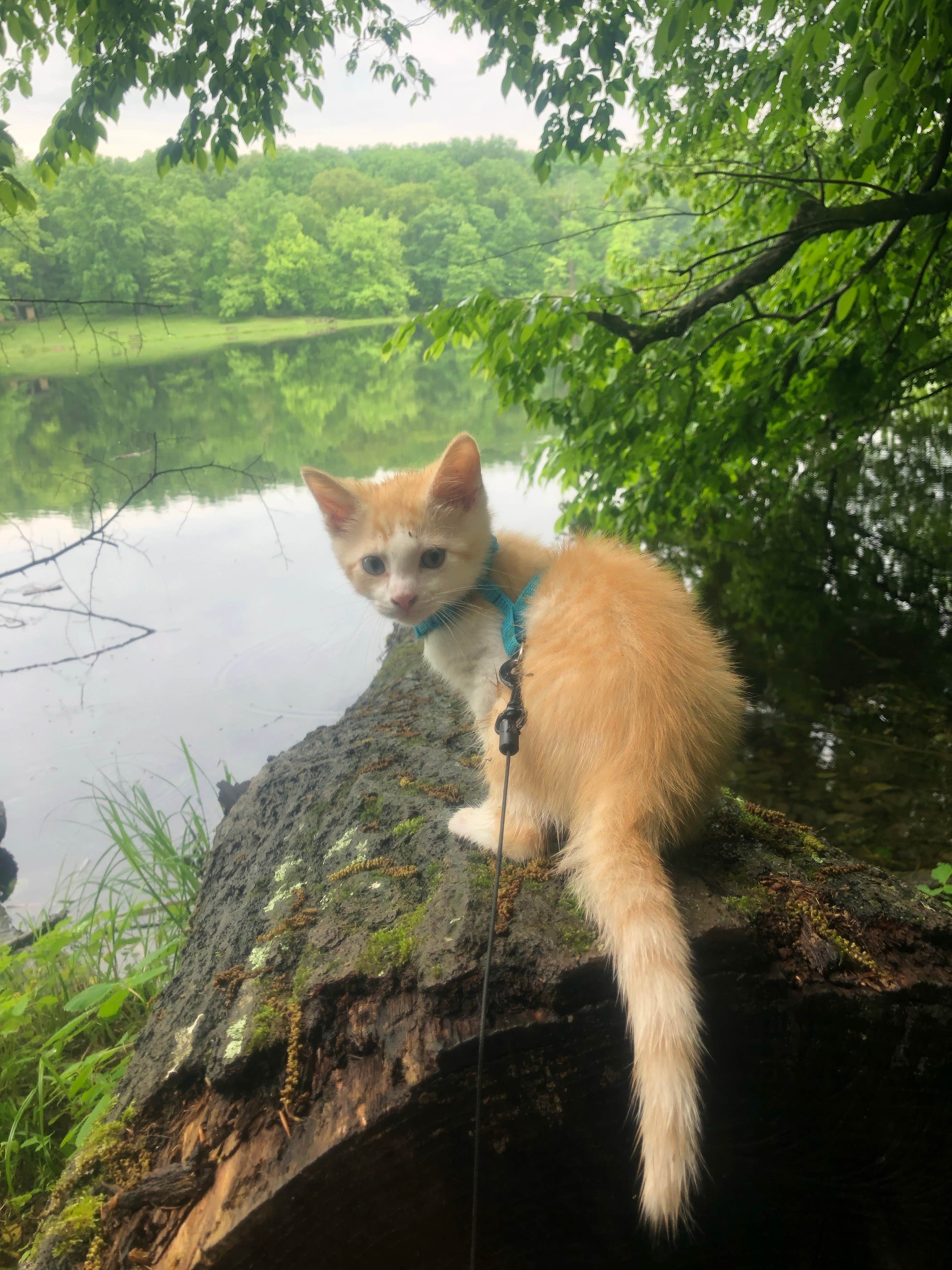 Shelly S.'s photo of camping with pets at Raccoon Ridge Campground — Brown County State Park near Vallonia, IN