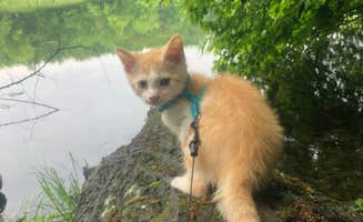 Shelly S.'s photo of camping with pets at Raccoon Ridge Campground — Brown County State Park near Waverly, IN