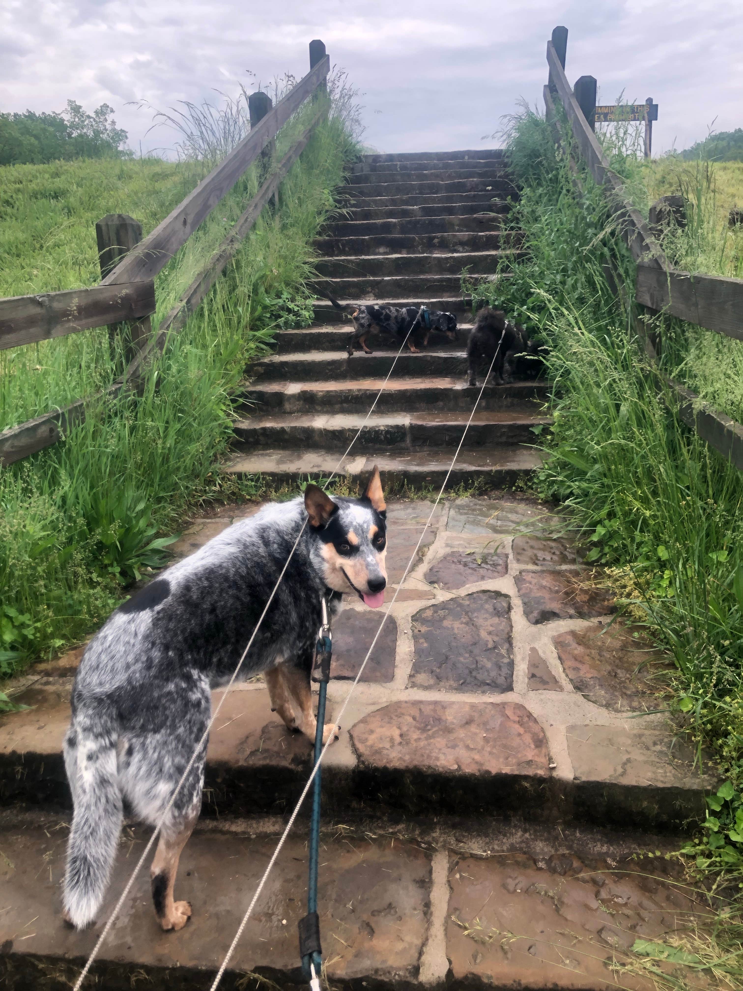 Shelly S.'s photo of camping with pets at Raccoon Ridge Campground — Brown County State Park near Shelbyville, IN
