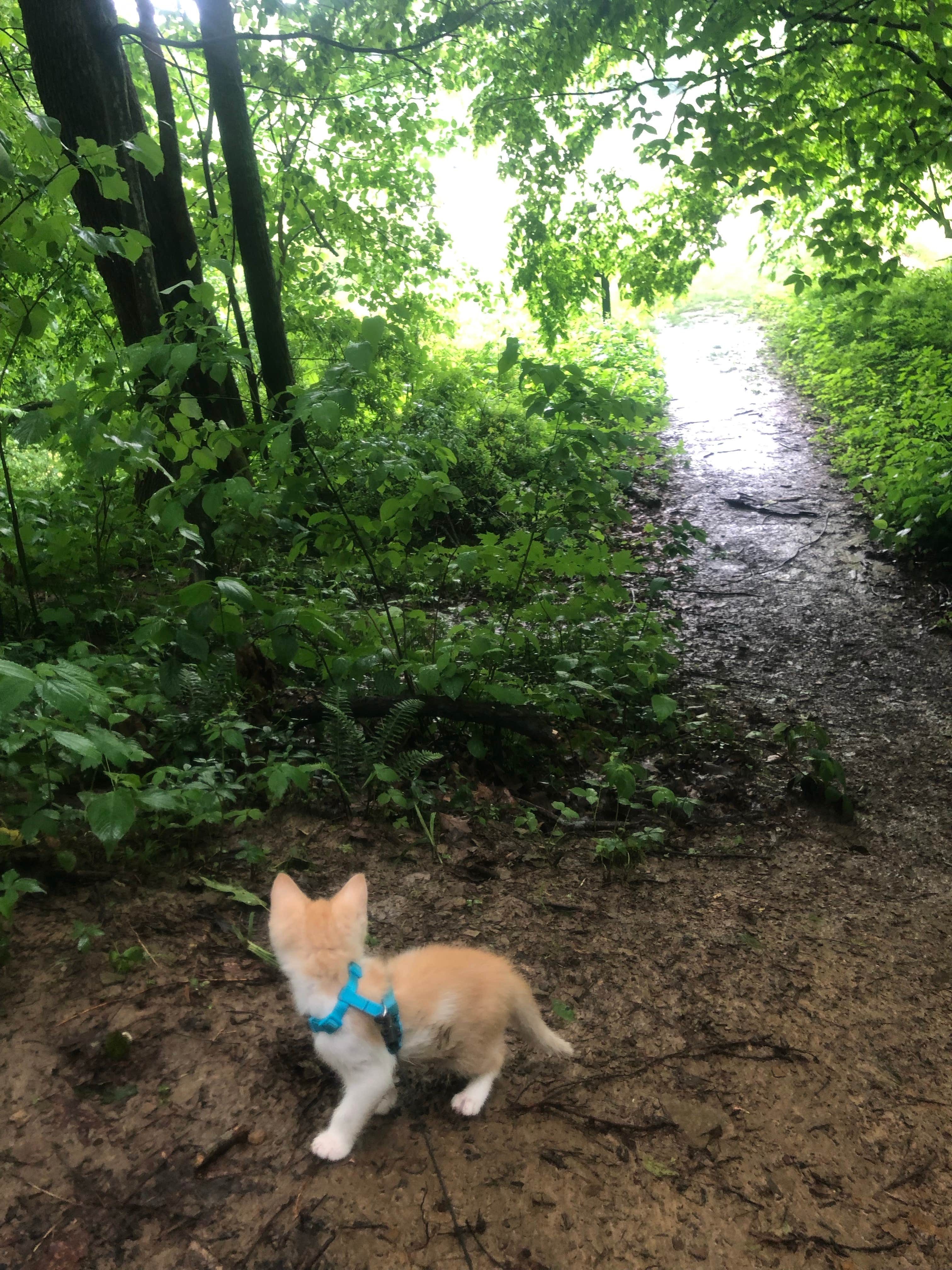 Shelly S.'s photo of camping with pets at Raccoon Ridge Campground — Brown County State Park near Seymour, IN