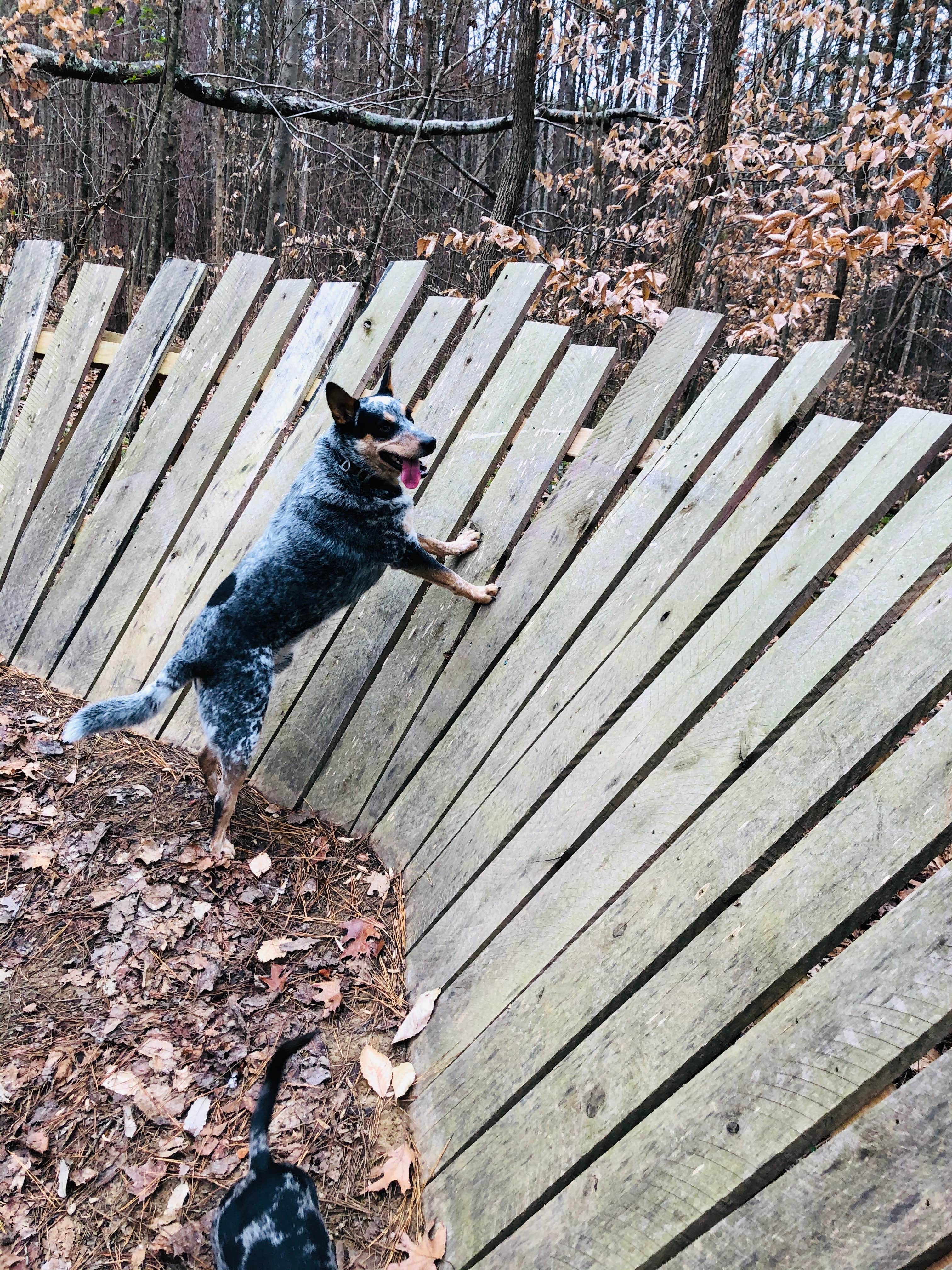 Shelly S.'s photo of camping with pets at Barren River Tailwater near Russellville, KY