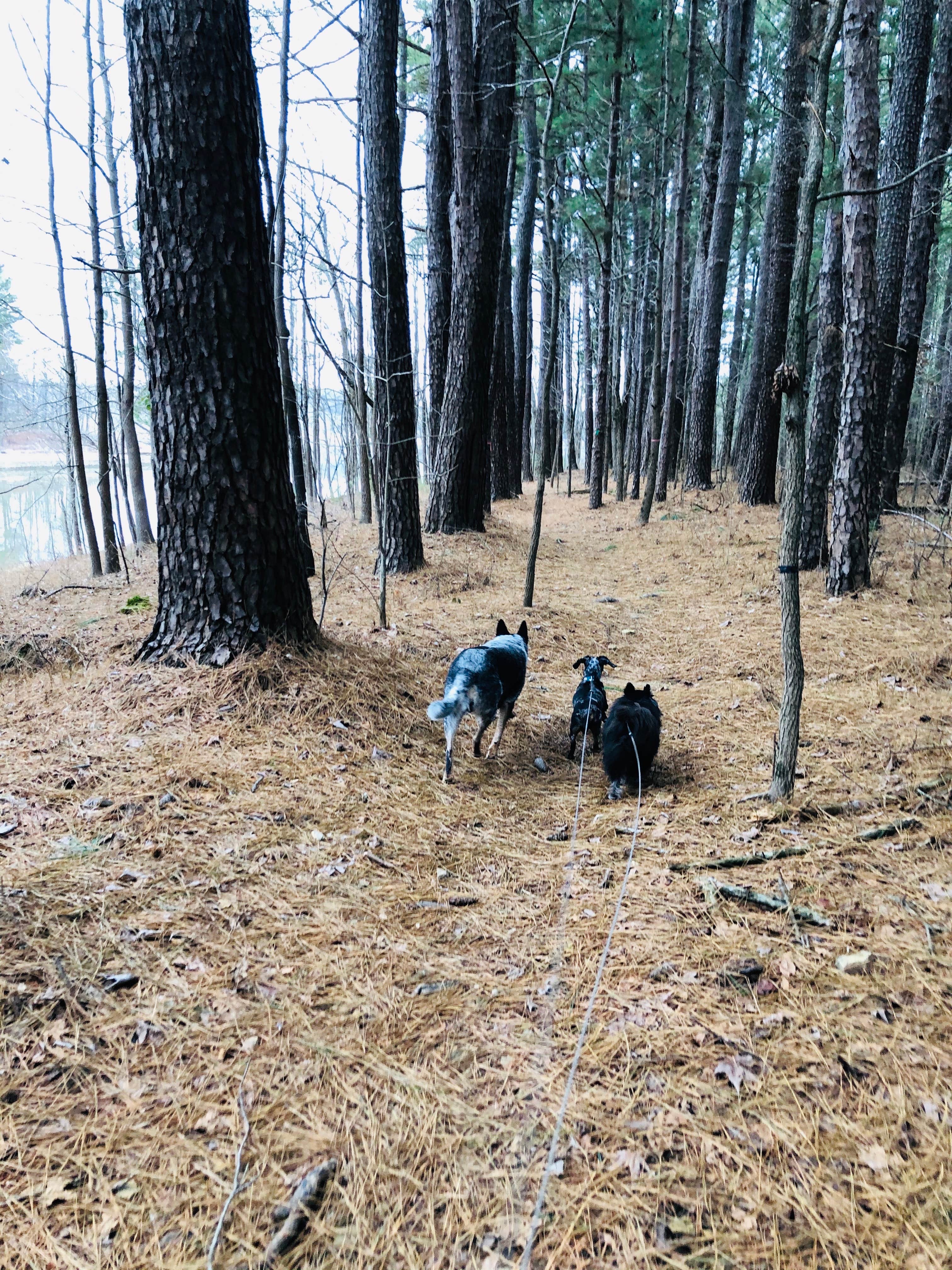 Shelly S.'s photo of camping with pets at Barren River Tailwater near Glasgow, KY