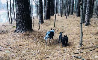 Shelly S.'s photo of camping with pets at Barren River Tailwater near Glasgow, KY