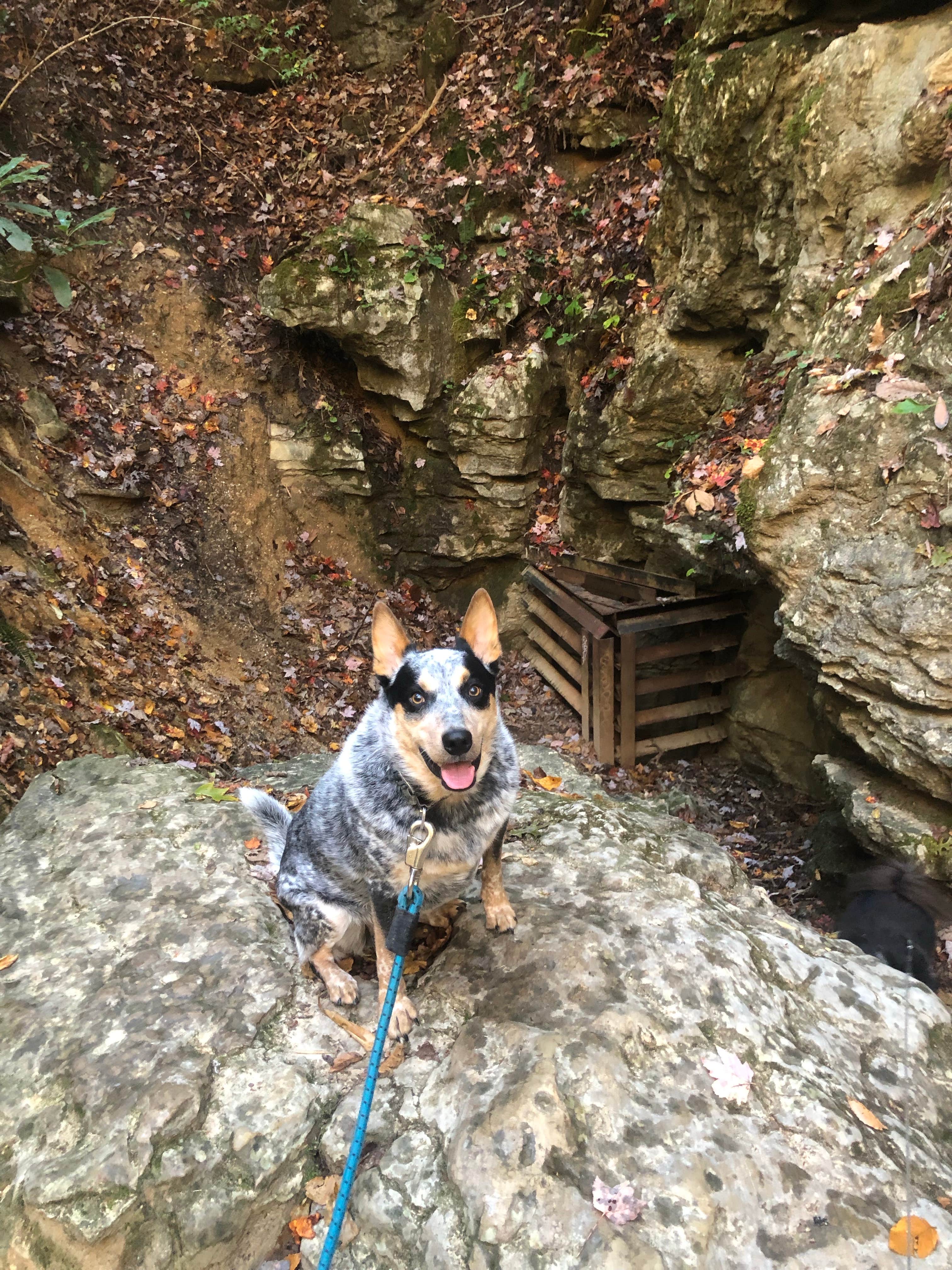 Shelly S.'s photo of camping with pets at Middle Fork Campground — Natural Bridge State Resort Park near Slade, KY