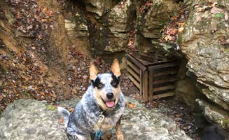 Shelly S.'s photo of camping with pets at Middle Fork Campground — Natural Bridge State Resort Park near Slade, KY