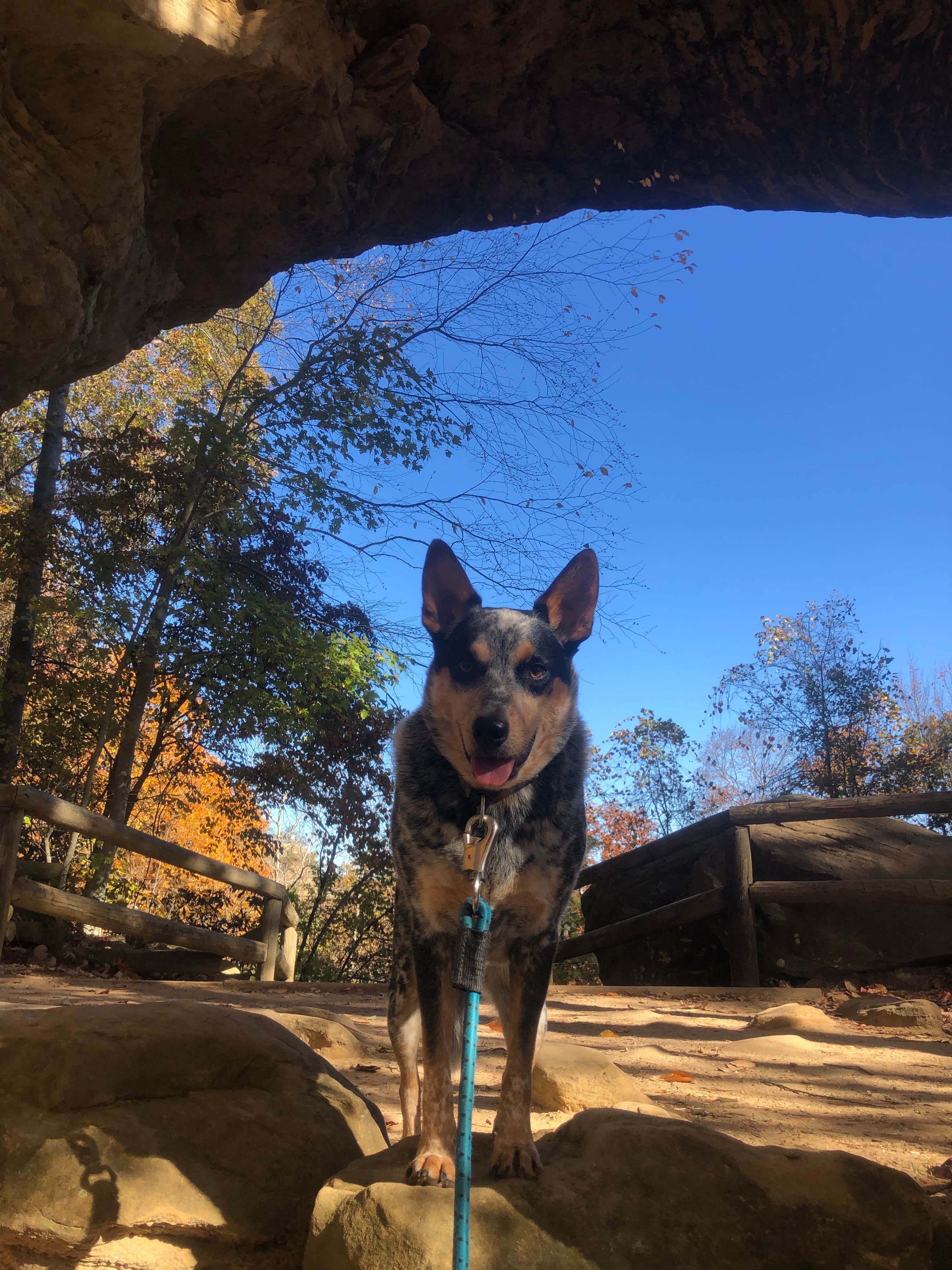 Shelly S.'s photo of camping with pets at Middle Fork Campground — Natural Bridge State Resort Park near Daniel Boone National Forest