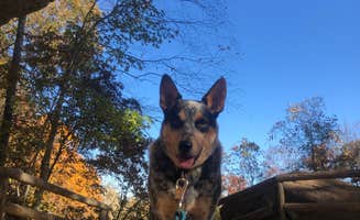 Shelly S.'s photo of camping with pets at Middle Fork Campground — Natural Bridge State Resort Park near Slade, KY