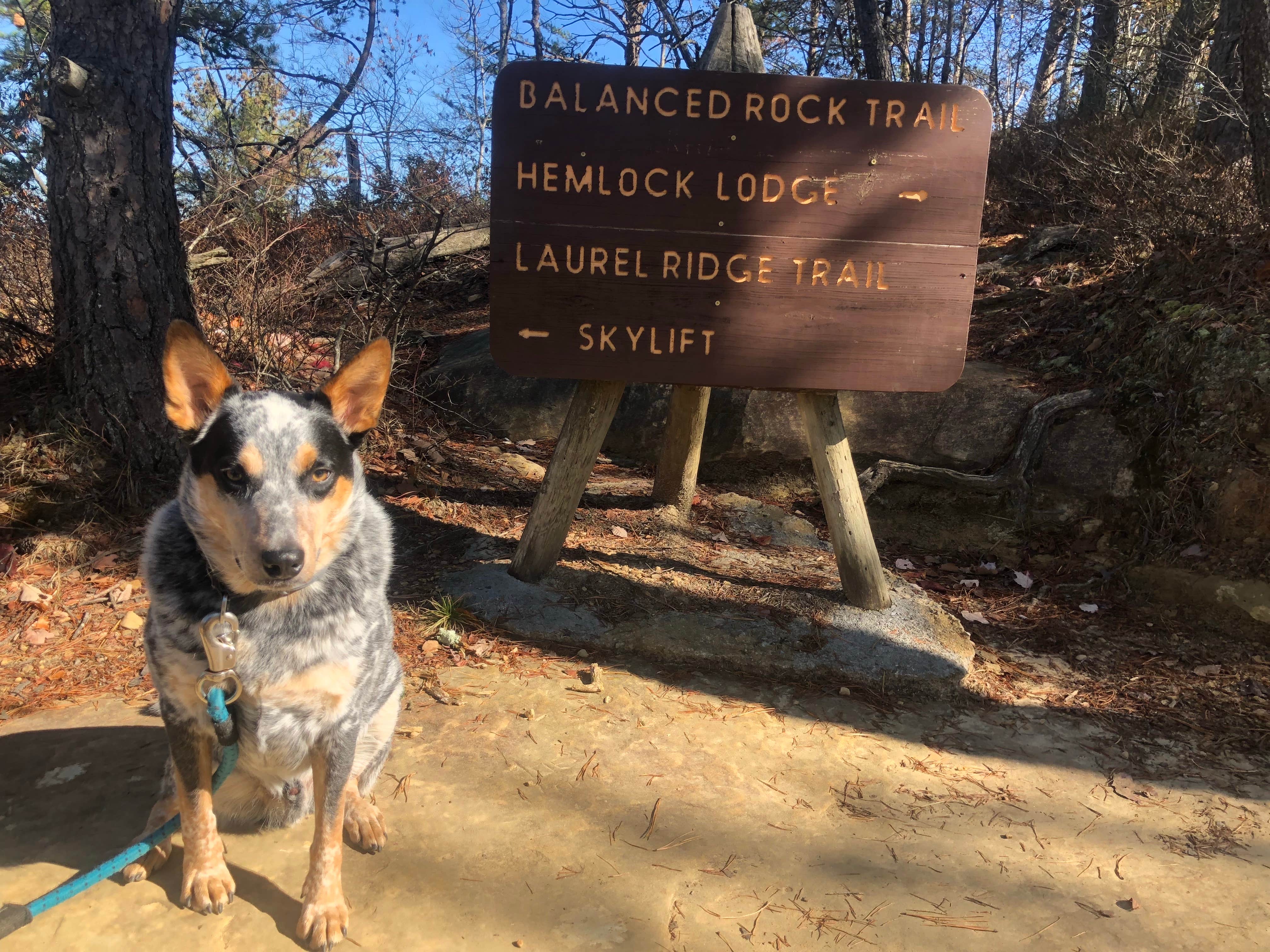 Shelly S.'s photo of camping with pets at Middle Fork Campground — Natural Bridge State Resort Park near Irvine, KY