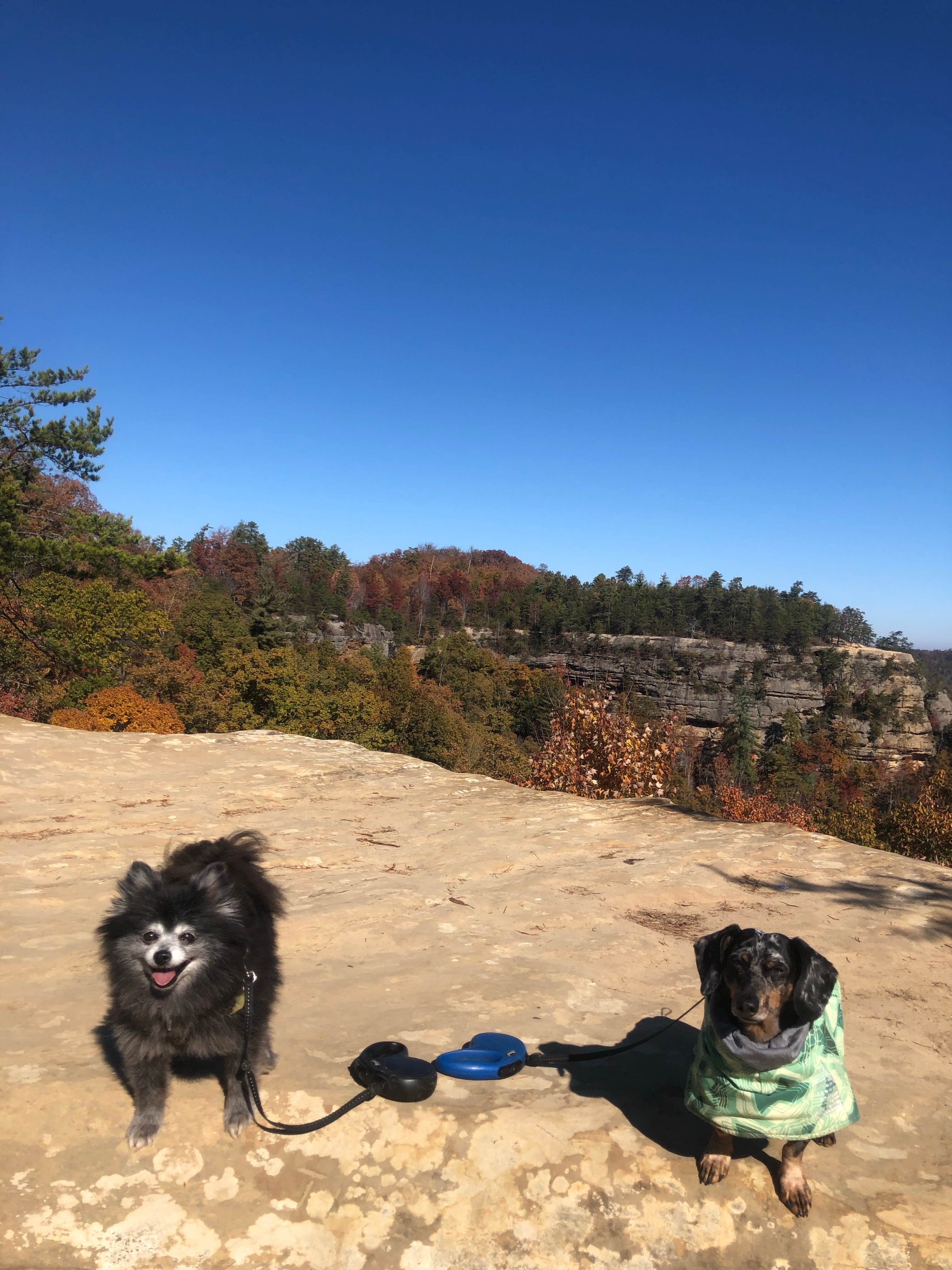 Shelly S.'s photo of camping with pets at Middle Fork Campground — Natural Bridge State Resort Park near Slade, KY