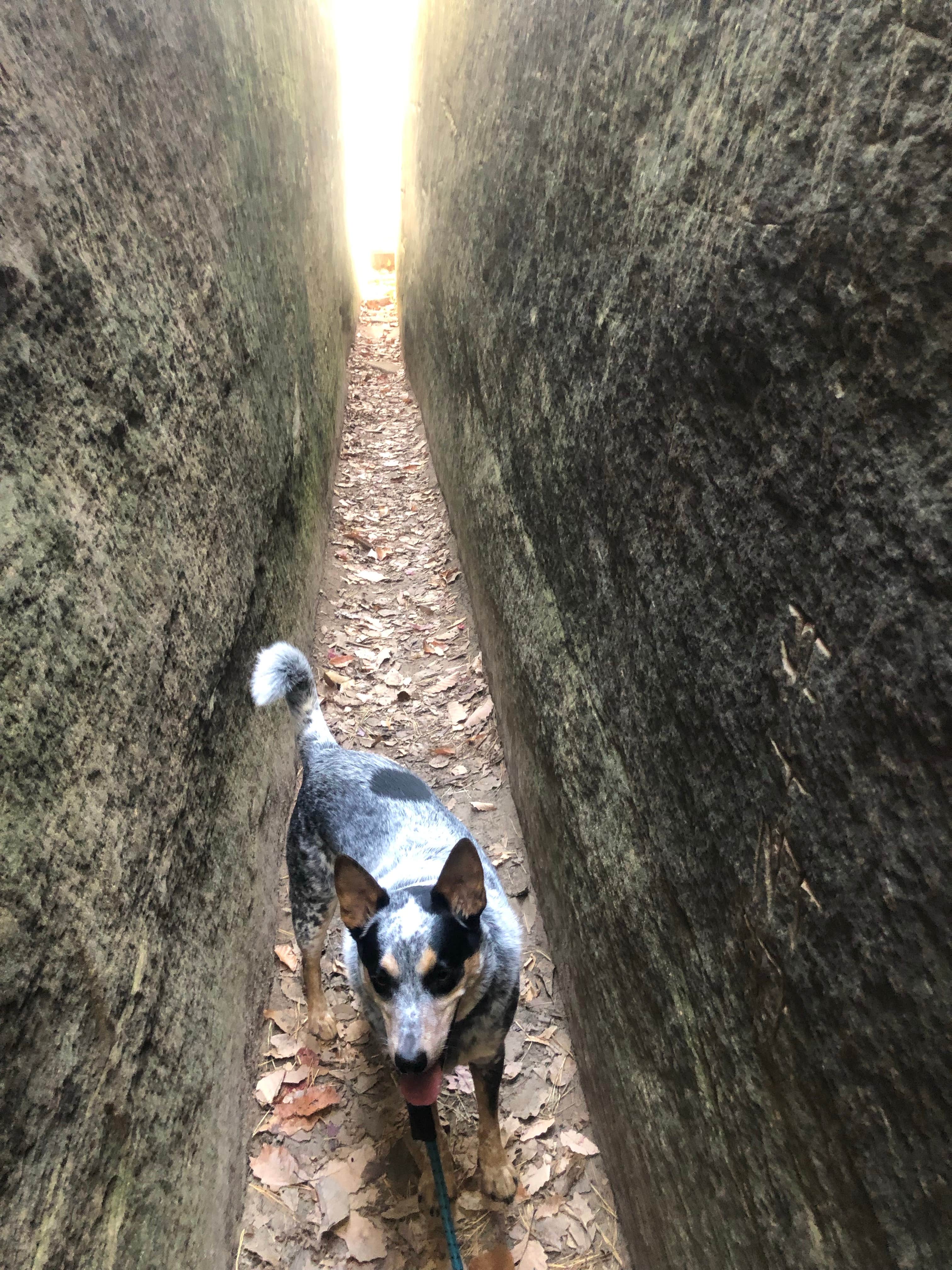 Shelly S.'s photo of camping with pets at Middle Fork Campground — Natural Bridge State Resort Park in Kentucky