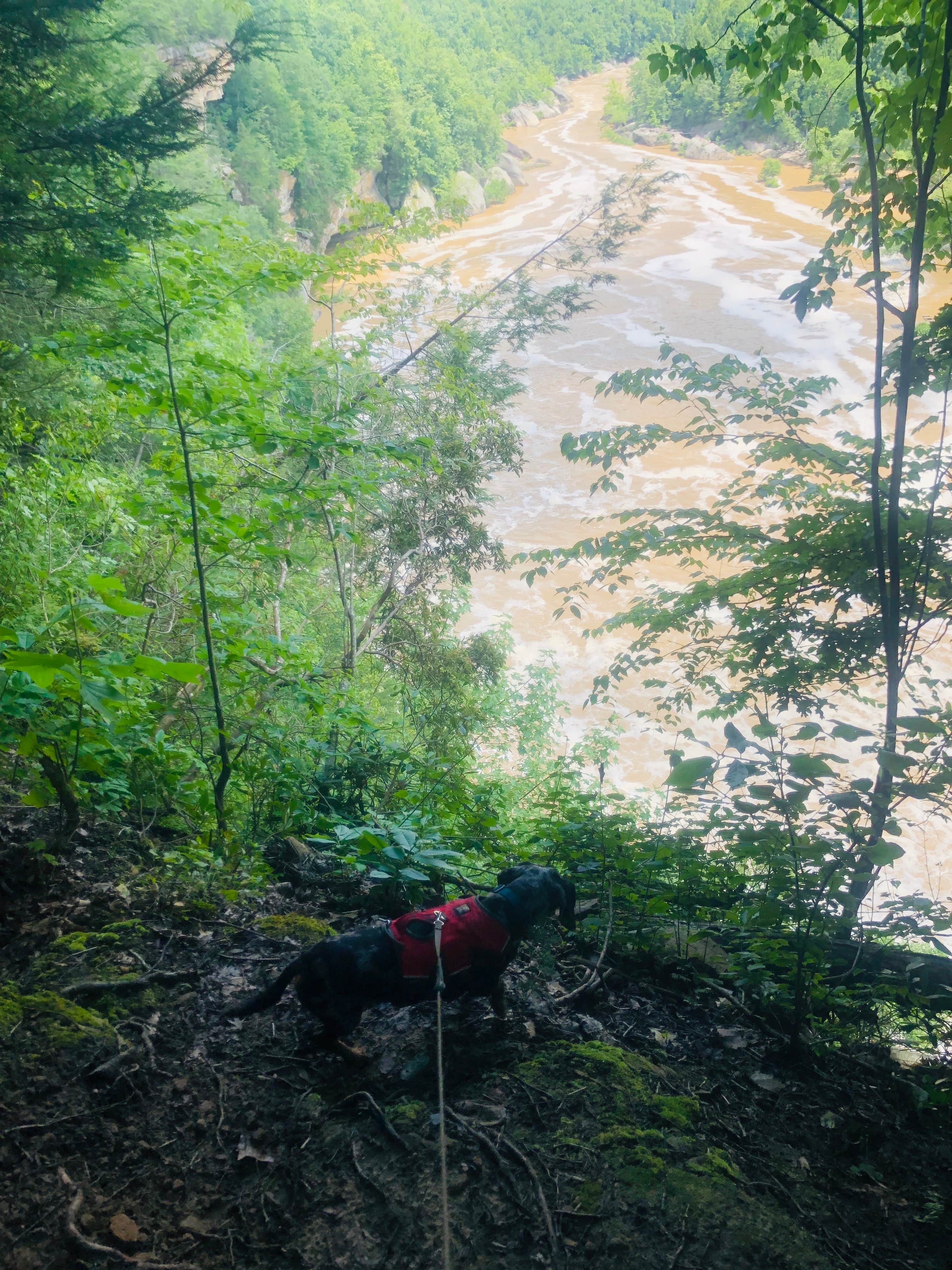 Shelly S.'s photo of camping with pets at Ridgeline Campground — Cumberland Falls State Resort Park near Somerset, KY