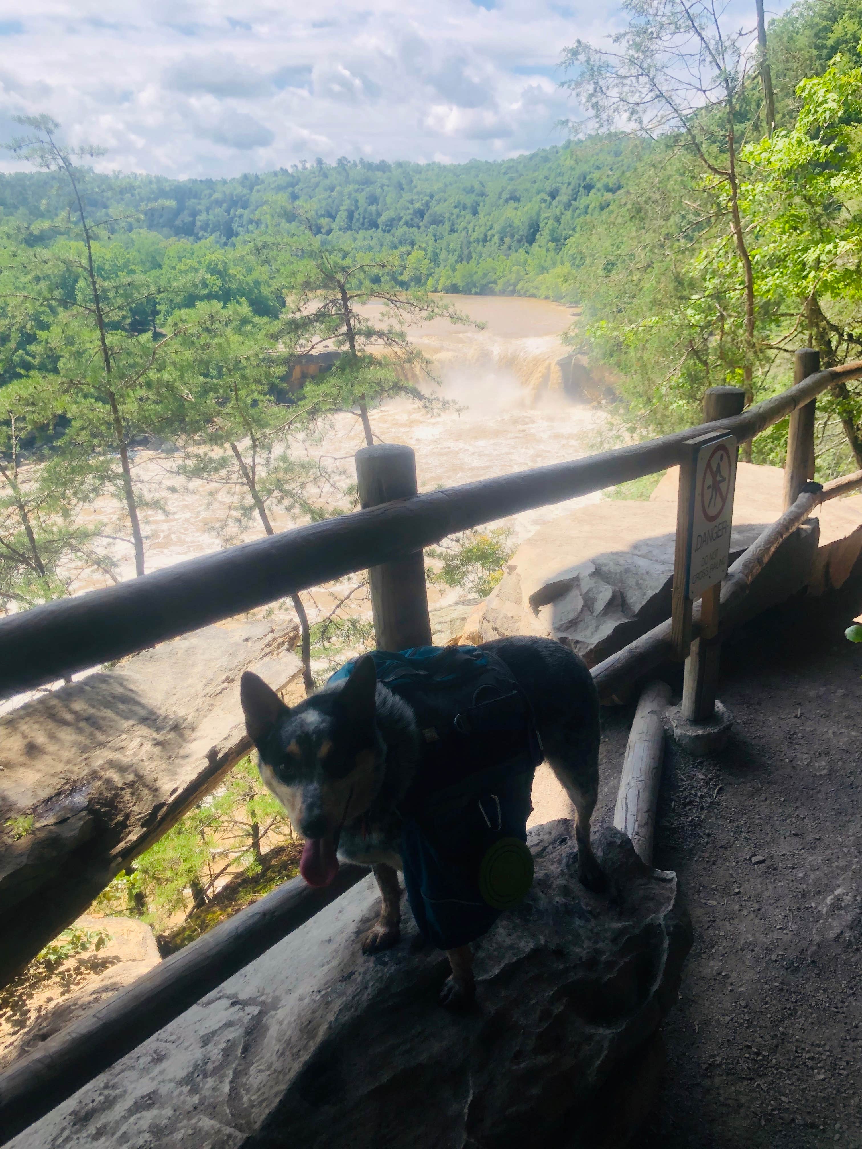 Shelly S.'s photo of camping with pets at Ridgeline Campground — Cumberland Falls State Resort Park near Somerset, KY