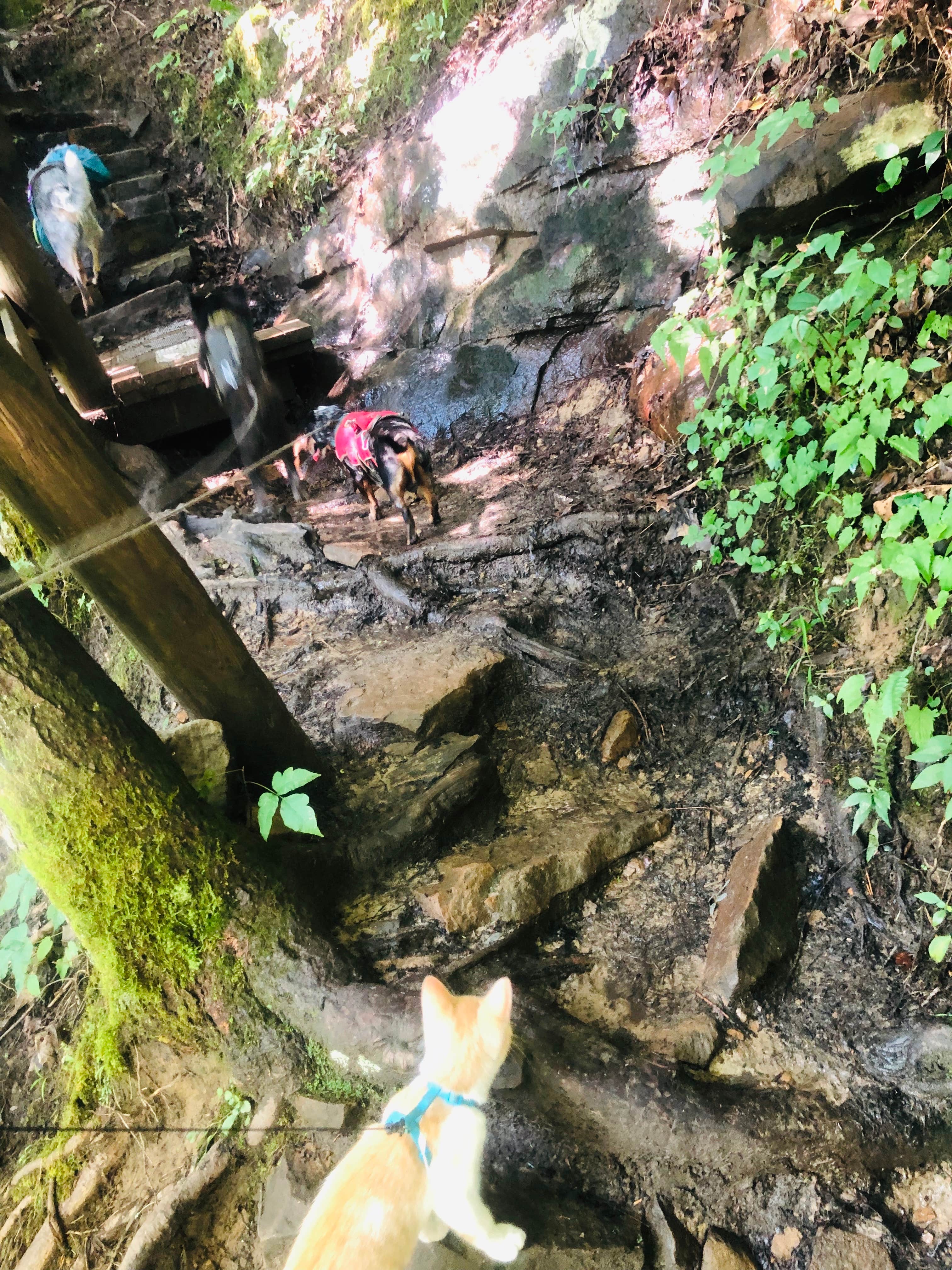 Shelly S.'s photo of camping with pets at Ridgeline Campground — Cumberland Falls State Resort Park near Somerset, KY