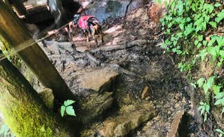 Shelly S.'s photo of camping with pets at Ridgeline Campground — Cumberland Falls State Resort Park near Laurel River Lake