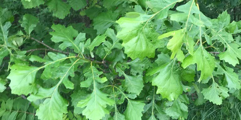 Camper submitted image from Delphos Section - Buckeye Trail (Points 18-19)